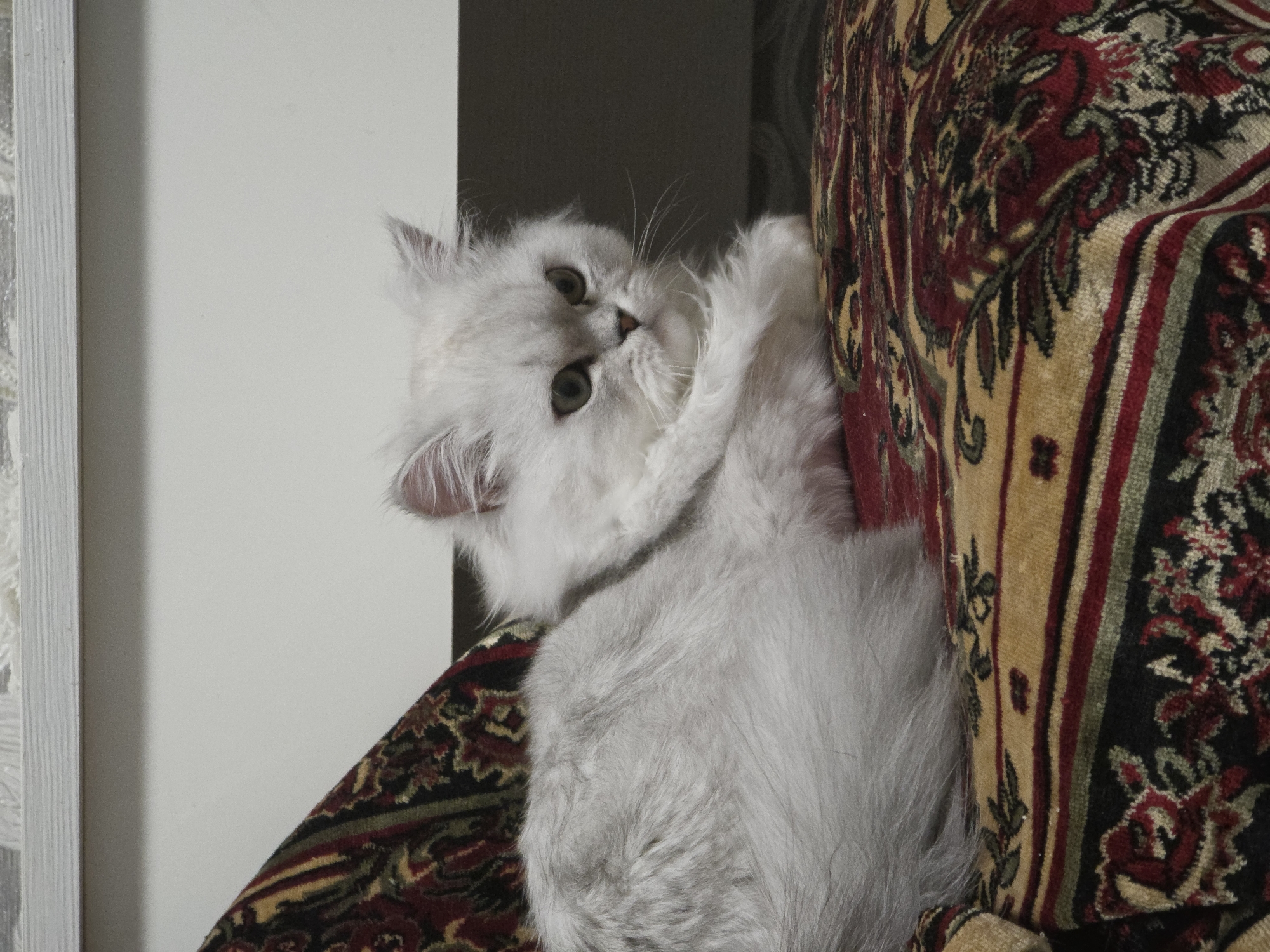 A fluffy, white Persian cat with green eyes is lying on a patterned rug. The cat is curled up, with its front paws tucked under its chin. The rug has a red, gold, and black design. The background is a light-colored wall. The image appears to be taken indoors. There is no discernible location in the city of Novocheboksarsk, Russia.
