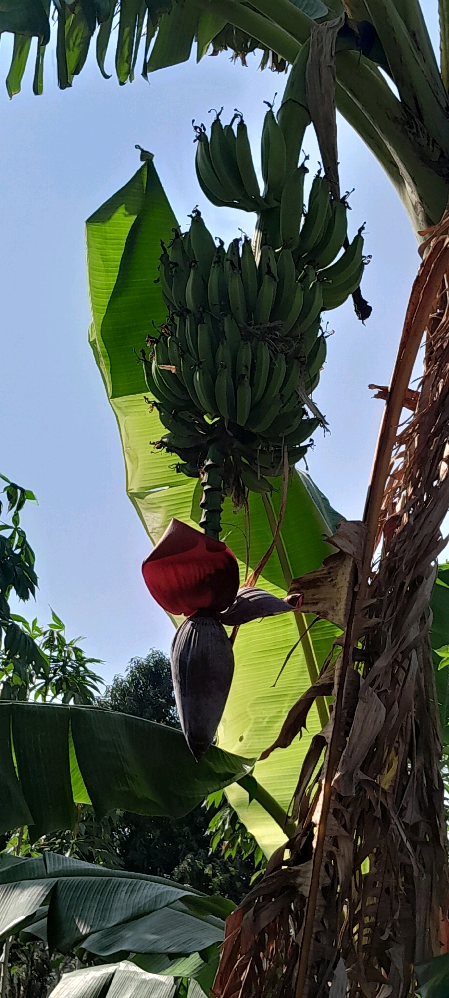 The image shows a bunch of green bananas hanging from a banana tree, with a banana flower at the bottom. The scene appears to be outdoors, with a clear blue sky in the background and lush green foliage surrounding the tree. The lighting suggests it is daytime, possibly in the morning or late afternoon, given the angle of the sun. The overall impression is of a tropical or subtropical environment, consistent with the location of Bendungan, Indonesia. There are no people or animals visible in the image. The focus is entirely on the banana plant and its fruit.