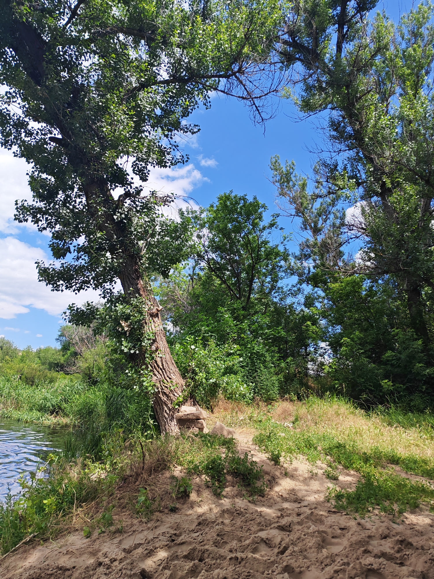 A wide-angle, eye-level, vertical shot captures a serene natural scene under a bright blue sky dotted with white clouds. The foreground is dominated by a sandy embankment, textured with tire tracks and sparse green vegetation. To the left, the calm, blue water of a river gently laps at the shore, bordered by lush green reeds and tall grasses.
The midground features a large, old tree with a thick, gnarled trunk leaning towards the river. Its branches, heavy with vibrant green leaves, extend upwards and outwards, framing the sky. The tree is partially covered in ivy. Behind the tree, a dense wall of green foliage and trees stretches across the landscape, interspersed with glimpses of blue sky.
The scene is characteristic of a riverside area in Krutinskii, Russia, likely a natural park or undeveloped bank, offering a peaceful, bucolic ambiance. No people are visible in the image. The lighting suggests a sunny day, casting dappled shadows on the sand.