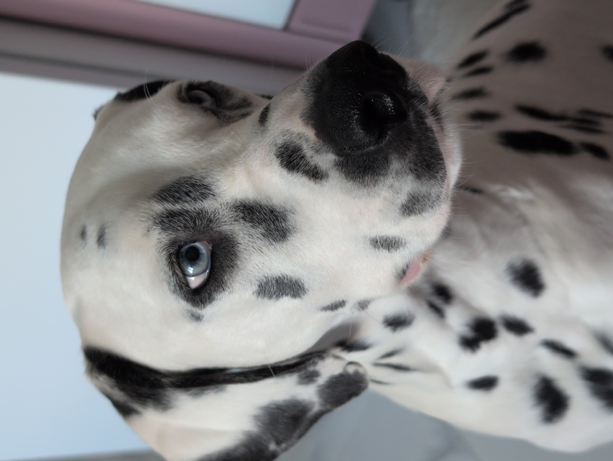 A close-up, head-and-shoulders shot captures a Dalmatian dog with striking blue eyes and black spots against its white fur. The dog's nose is black and moist. The background is out of focus, showing a light blue wall on the left and a muted pink curtain or wall on the right. The dog is positioned slightly to the right of center, looking towards the left.