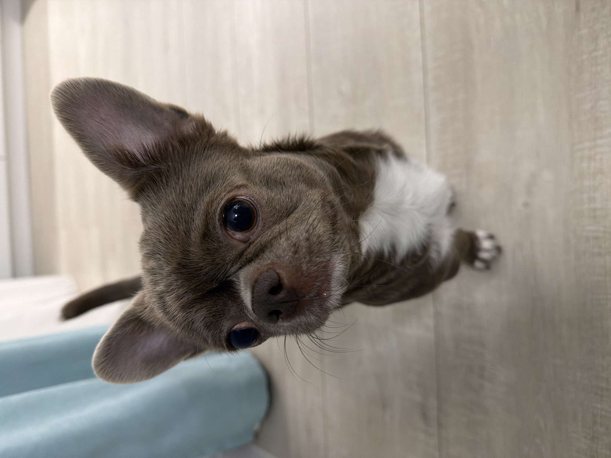 A close-up, eye-level shot of a brown and white Chihuahua on a light-colored wooden floor. The dog is tilting its head, looking up towards the camera. Part of a light blue object is visible in the lower left corner. There is no discernible evidence to place this image in Votkinsk, Russia.