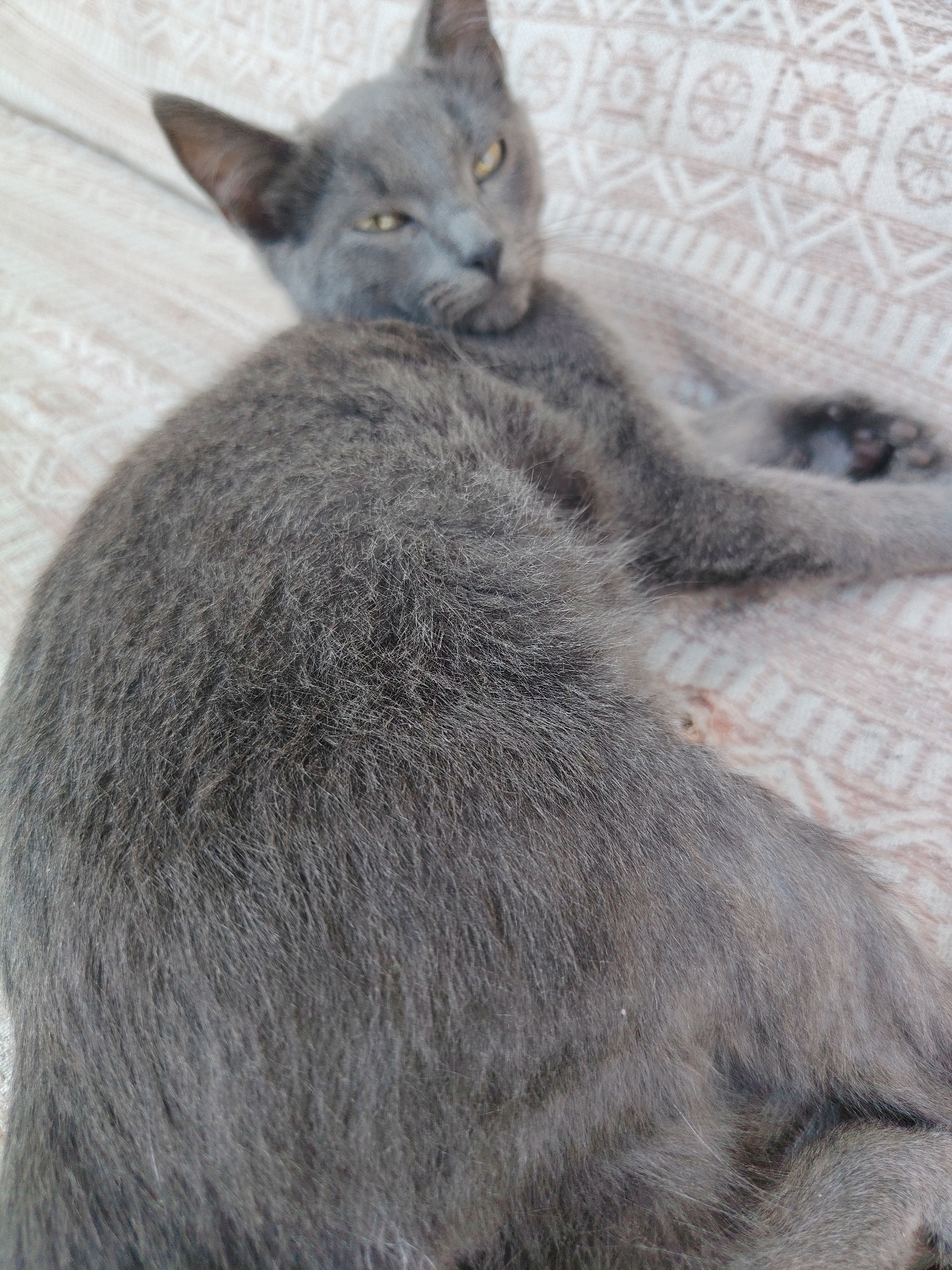 A grey cat is lying on a patterned surface. The cat's head is visible, with its eyes open and looking towards the viewer. Its body is mostly in the foreground, with its fur detailed. The background is out of focus, showing a repeating geometric pattern. The scene appears to be indoors, possibly on furniture, given the texture of the surface.