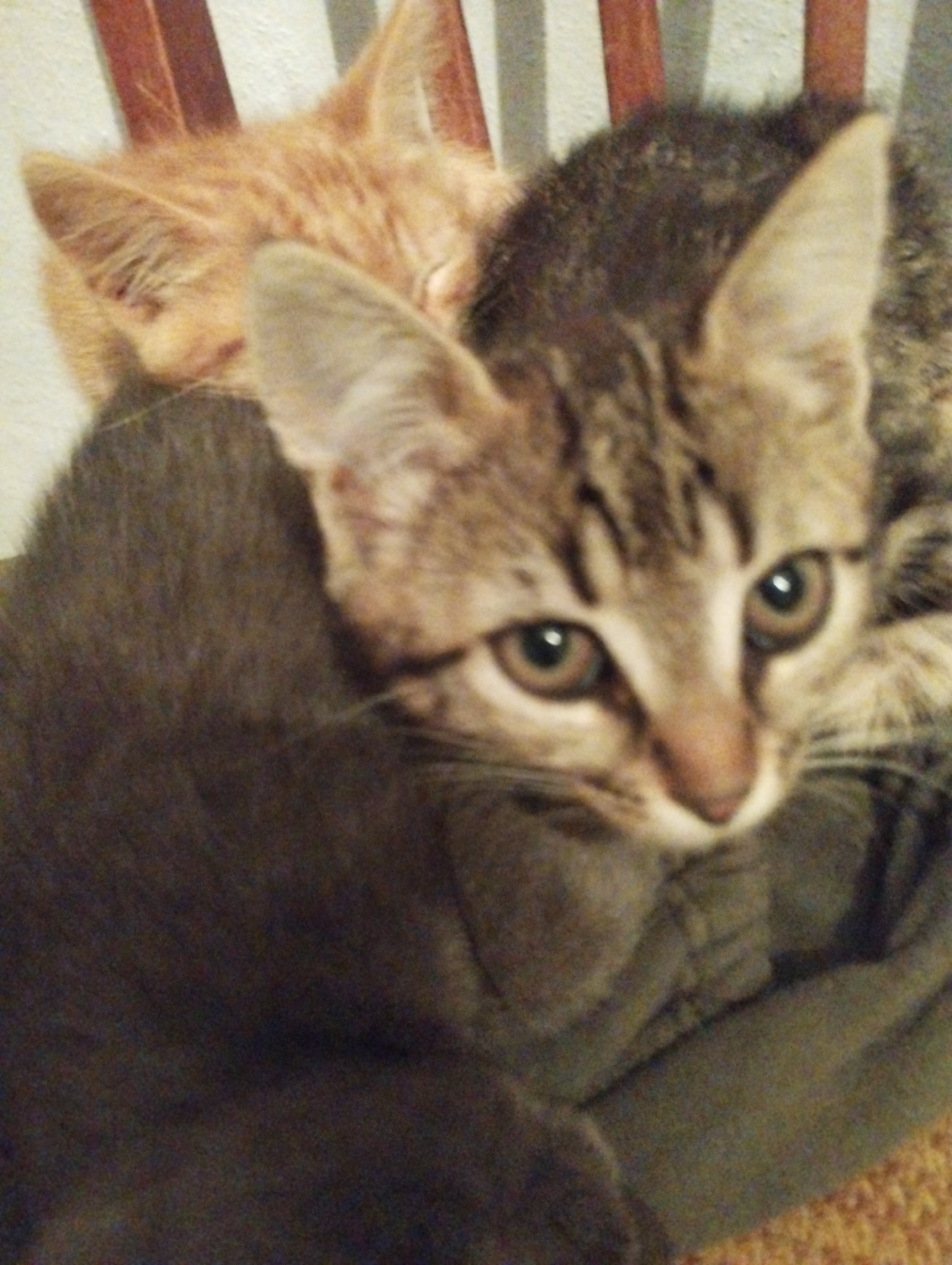 In the city of Voroshylivka, Ukraine, two kittens are pictured. One kitten is orange and appears to be sleeping or resting with its eyes closed. The other kitten is a tabby, with gray and brown stripes. Its face is in focus, showing its green eyes and pink nose. The kittens are nestled together, with the orange kitten partially obscured by the tabby. They are on what appears to be a soft surface, possibly a blanket or cushion, with a striped background that could be a chair or furniture. The overall scene is intimate and peaceful, capturing a moment of rest between the two young cats.