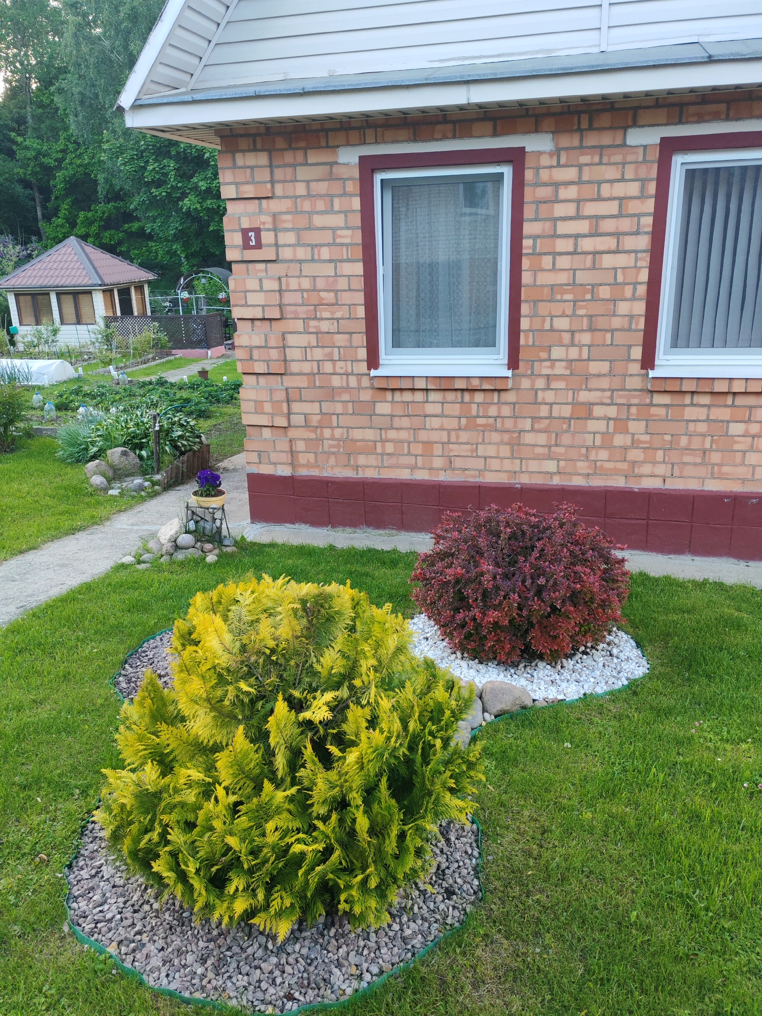 The scene is a garden beside a brick house in an unknown city and state. The house is one story with white siding under the eaves and a red trim around white-framed windows. There are two windows visible in the image. The house number "3" is displayed on the brick wall between the windows.
In the foreground, two bushes are planted in decorative rock beds. One is a vibrant yellow-green, surrounded by gray pebbles. The other is reddish-brown, surrounded by white pebbles. A neatly mowed lawn surrounds the rock beds.
A stone path leads towards a garden with various plants and a white-sided gazebo in the background. A small decorative plant stand with purple flowers is located along the path. Trees are visible in the background.