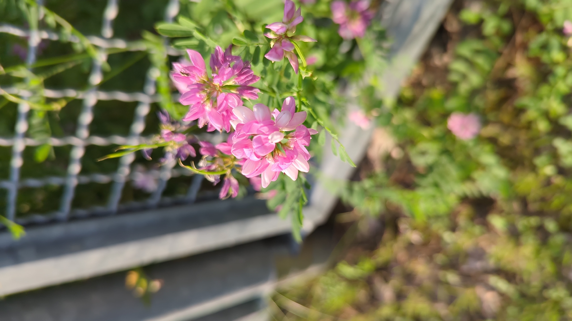 The image displays a close-up of pink flowers growing near a metal fence. The flowers are clustered together on slender green stems, with some individual blooms more in focus than others. The background shows the metal grating of the fence, with some out-of-focus greenery and ground visible beneath it. Sunlight appears to be hitting the scene, creating highlights on the fence and some of the foliage. The image does not provide any specific details that would allow for identification of its location within Montreal, Canada.