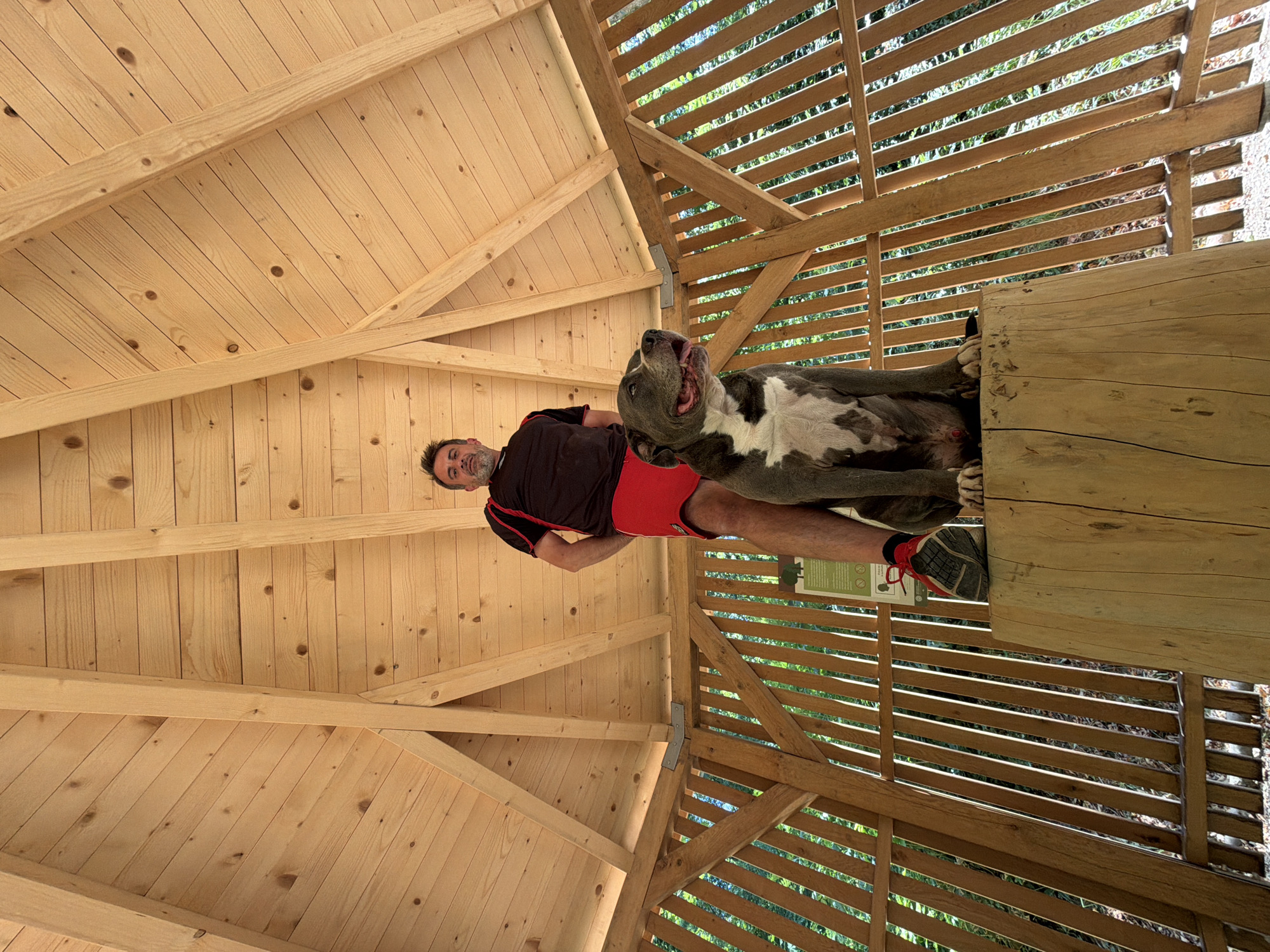 A man and a dog are standing in a wooden structure that appears to be a gazebo or shelter. The structure has a sloped wooden roof and vertical wooden slats forming the walls, with greenery visible through the gaps. The man is wearing a black t-shirt with red trim and red shorts, and red athletic shoes. He is standing with his hands on his hips. The dog, a large grey and white breed resembling a pit bull, is sitting on a thick, light-colored wooden log that is positioned in the center of the structure. The dog is looking to its right. The man is standing behind and slightly to the side of the dog. The lighting suggests it is daytime. The structure is located outdoors, with trees and foliage visible in the background.