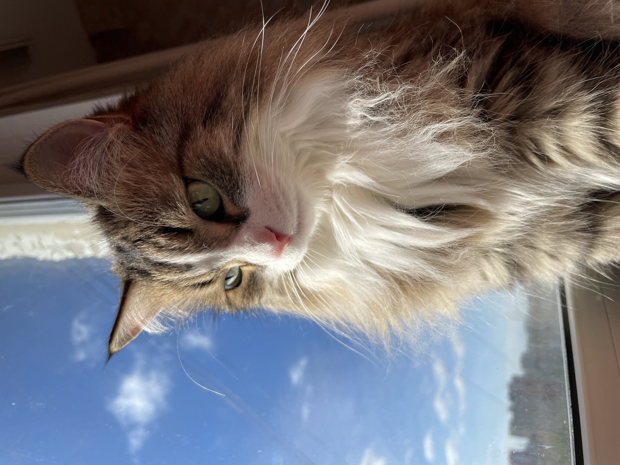 A close-up, medium shot captures a fluffy, long-haired cat with green eyes and a pink nose sitting by a window, looking out at a bright blue sky with scattered clouds. The cat's fur is a mix of brown, white, and grey tabby markings, with a prominent white ruff around its neck. The background shows a slightly blurred view of buildings in the distance, suggesting an urban environment, likely Izhevsk, Russia. The light suggests it is daytime, possibly late morning or early afternoon. The cat's gaze is directed towards the left side of the frame.