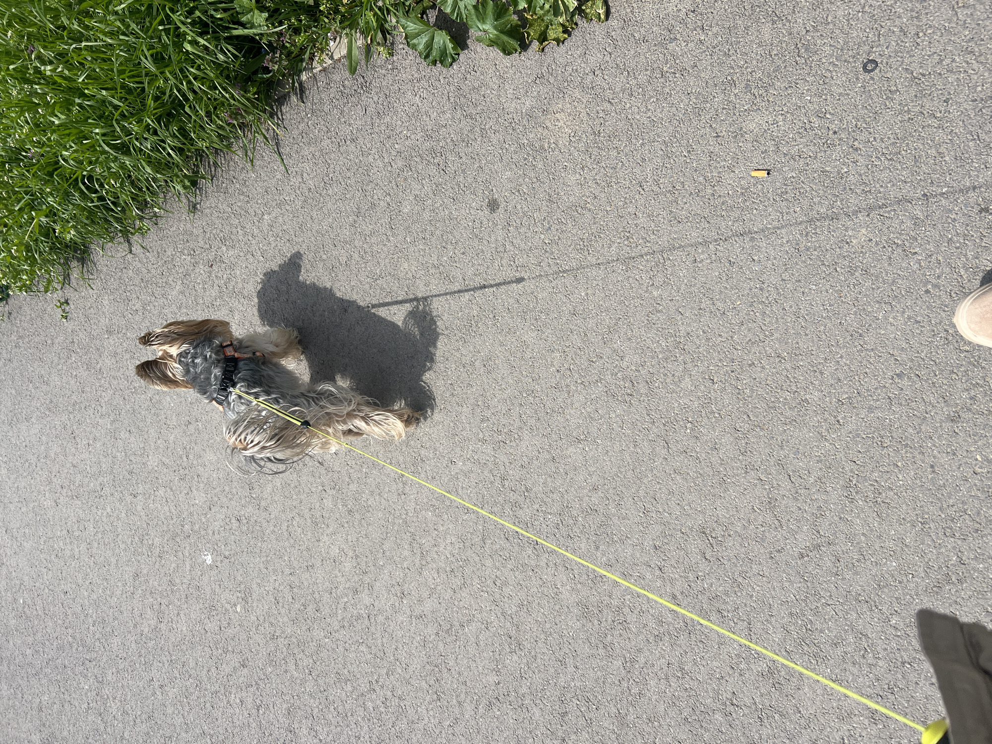 The scene is an outdoor setting in daylight, likely on a paved path or sidewalk. At the top left corner of the image, there is a patch of green grass and other green plants, indicating a roadside or park environment. A small, long-haired dog, possibly a Yorkshire Terrier, is the main subject, wearing a harness and being led with a bright yellow leash. The leash extends diagonally across the frame to the lower right, where a hand wearing a glove can be seen holding it. A cigarette butt is lying on the paved surface further up the path. A beige shoe is visible at the upper right corner. The location is most likely not in the city of Yambol, Bulgaria.