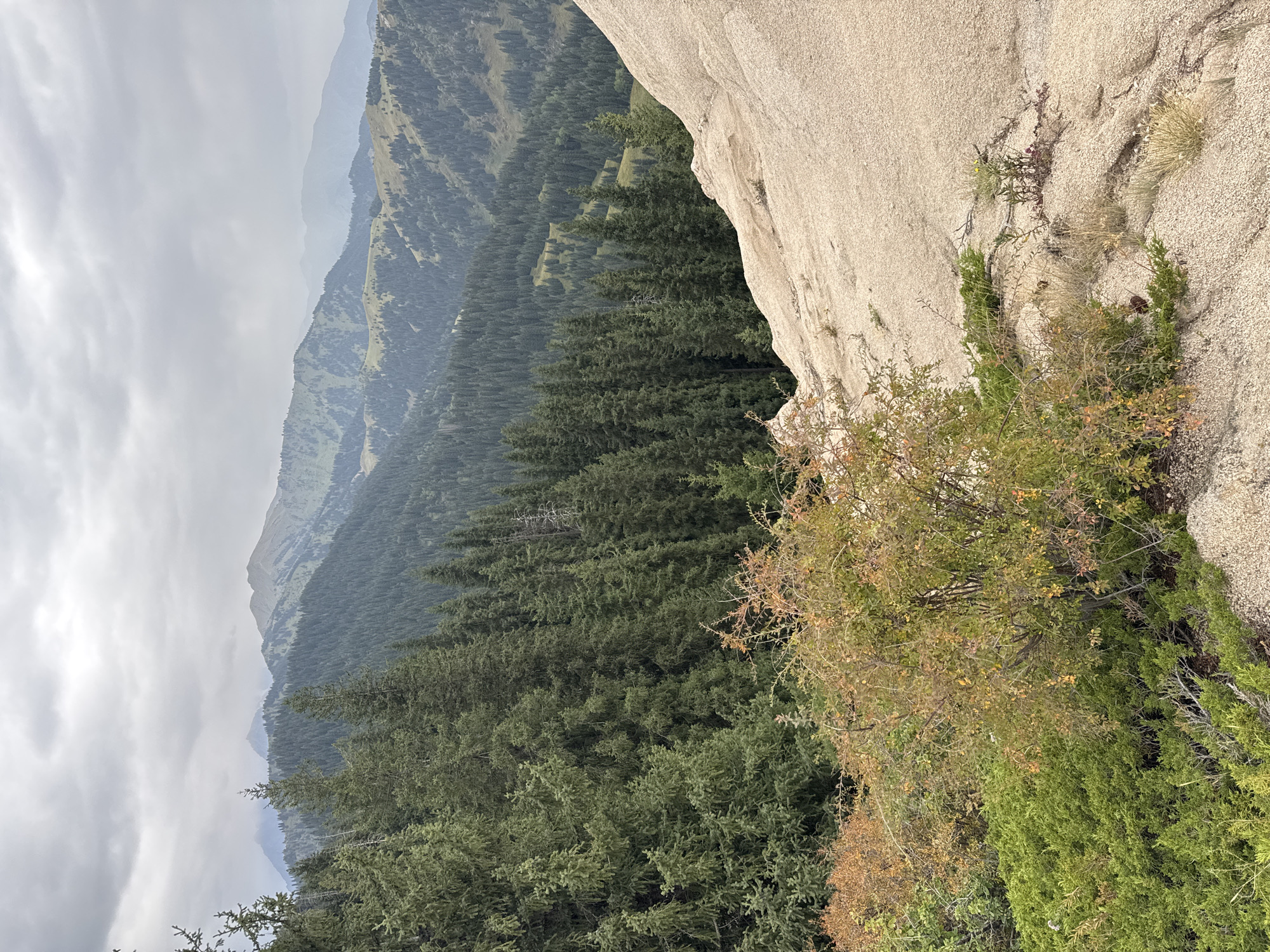 This is an eye-level, medium shot of a mountainous landscape on an overcast day. In the foreground, a light-colored, rocky outcrop dominates the right side of the frame, with some sparse green and autumnal vegetation, including a small shrub with yellow and brown leaves, growing from its surface. To the left and behind this outcrop, a dense forest of dark green coniferous trees extends into the midground. Beyond the forest, layers of mountains recede into the distance, their peaks softened by the mist and clouds. The overall atmosphere is serene and natural, typical of the mountain ranges surrounding Almaty, Kazakhstan.