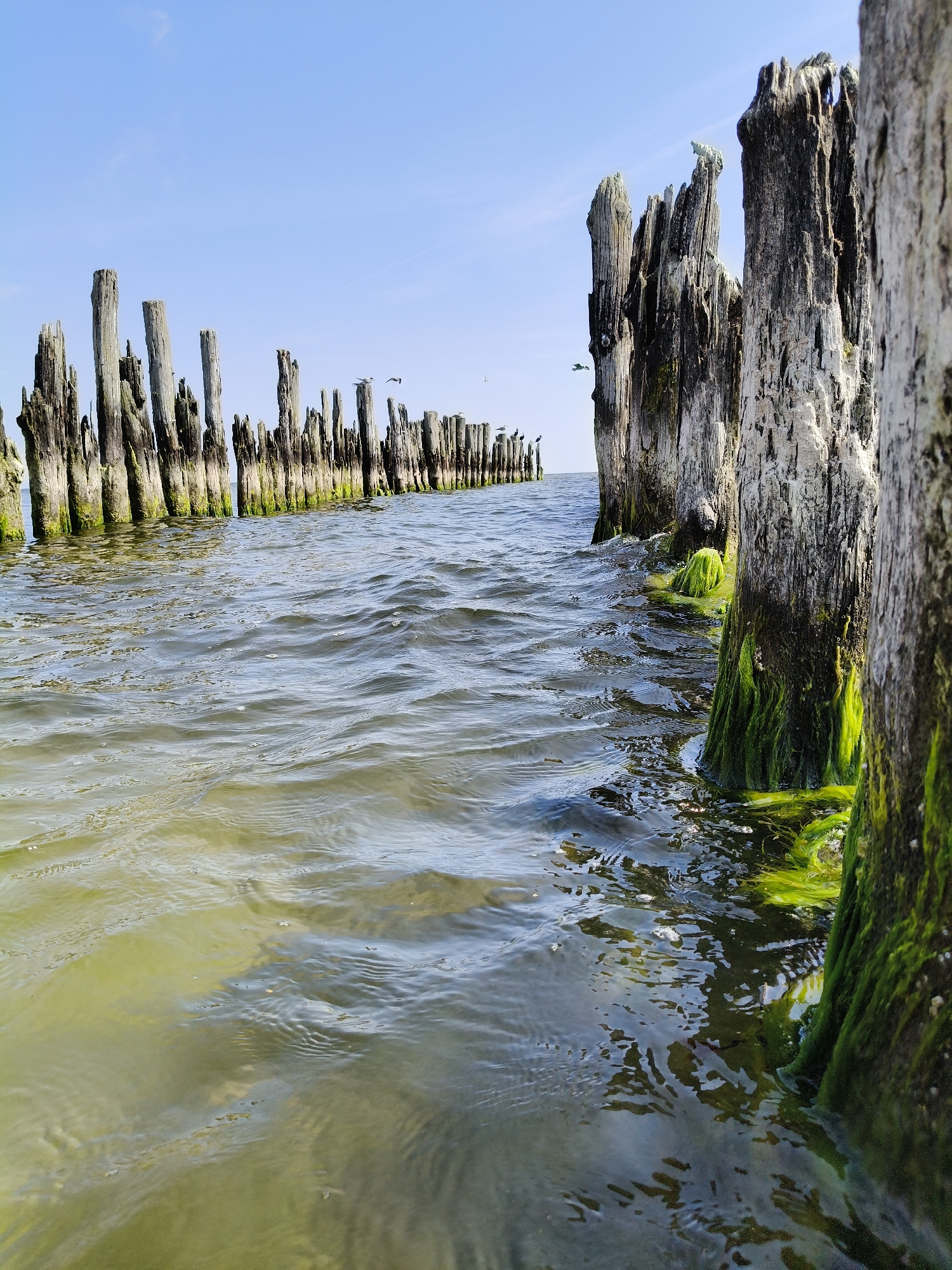 A close-up, low-angle shot shows weathered wooden pilings emerging from calm, greenish water under a bright blue sky in Bigauņciems, Latvia. The pilings, some completely exposed and others submerged up to their moss-covered bases, form a decaying breakwater stretching into the distance. Several birds are perched on the pilings and in flight against the sky. The water exhibits subtle ripples and reflections, with sunlight illuminating the shallow areas.