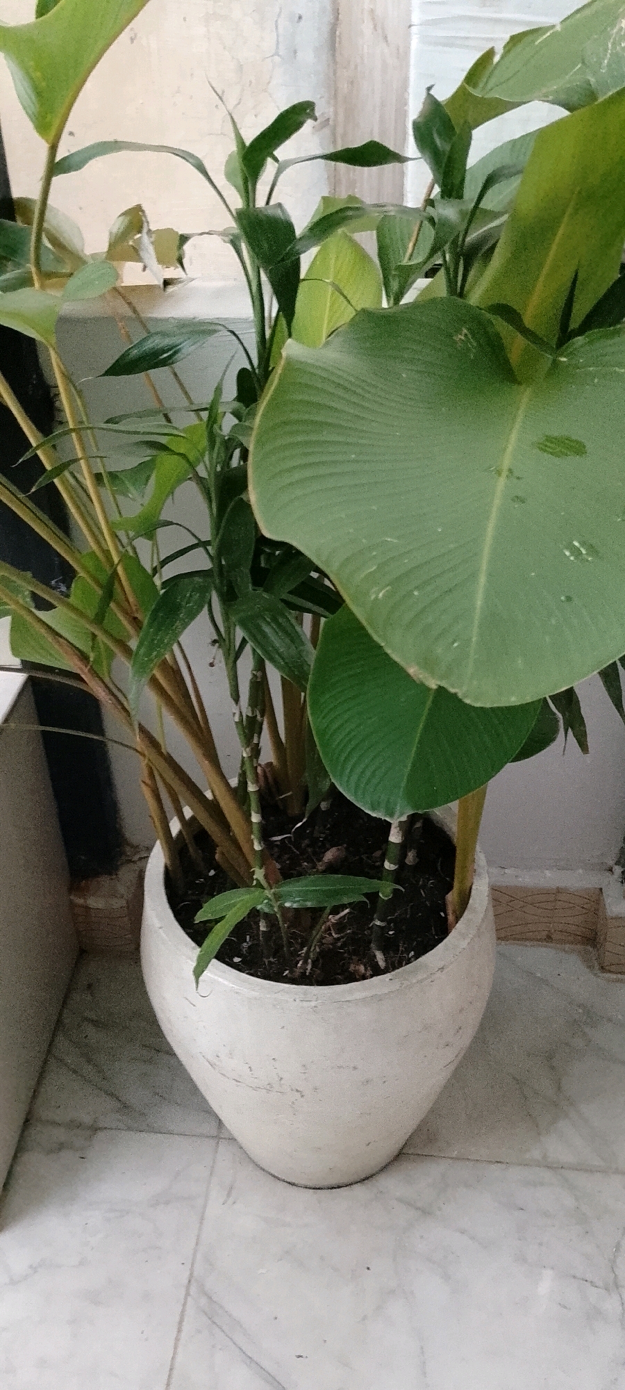 An indoor potted plant with large, green leaves and thick, brown stems sits on a marble floor. The pot is white and egg-shaped. The background is a textured, light-colored wall.