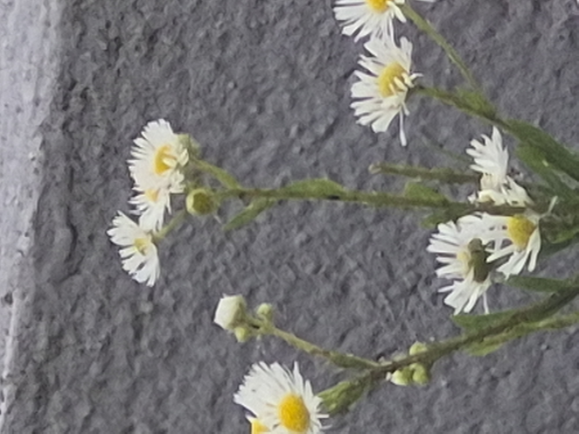 The image shows a close-up of several small white wildflowers with yellow centers, likely daisies, growing against a rough, gray textured background, possibly a concrete wall. The flowers are on thin green stems, with some buds also visible. The lighting suggests it is daytime. The location is described as Unknown, Unknown.
