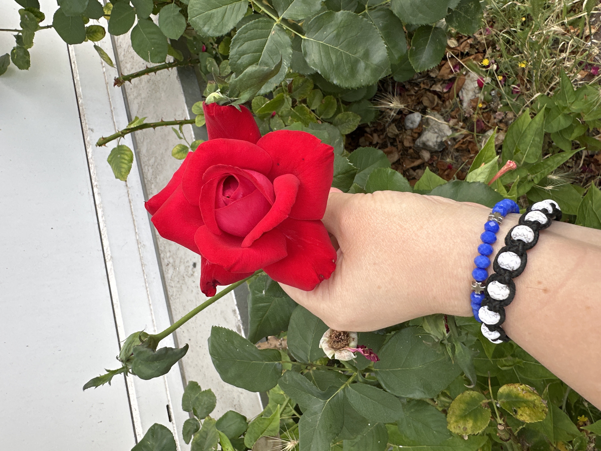 The image shows a close-up view of a person's hand holding a red rose in front of a rose bush. The hand is adorned with two bracelets: one with blue beads and a small star charm, and another with a black and white braided design featuring circular white elements. The rose bush has lush green leaves and some withered flower remnants. In the background, a white wall with horizontal lines is visible. The ground beneath the bush is covered with dried leaves, small stones, and some scattered flower petals. The scene appears to be outdoors, possibly in a garden. The image does not provide any specific indicators of its location within Krefeld, Germany.