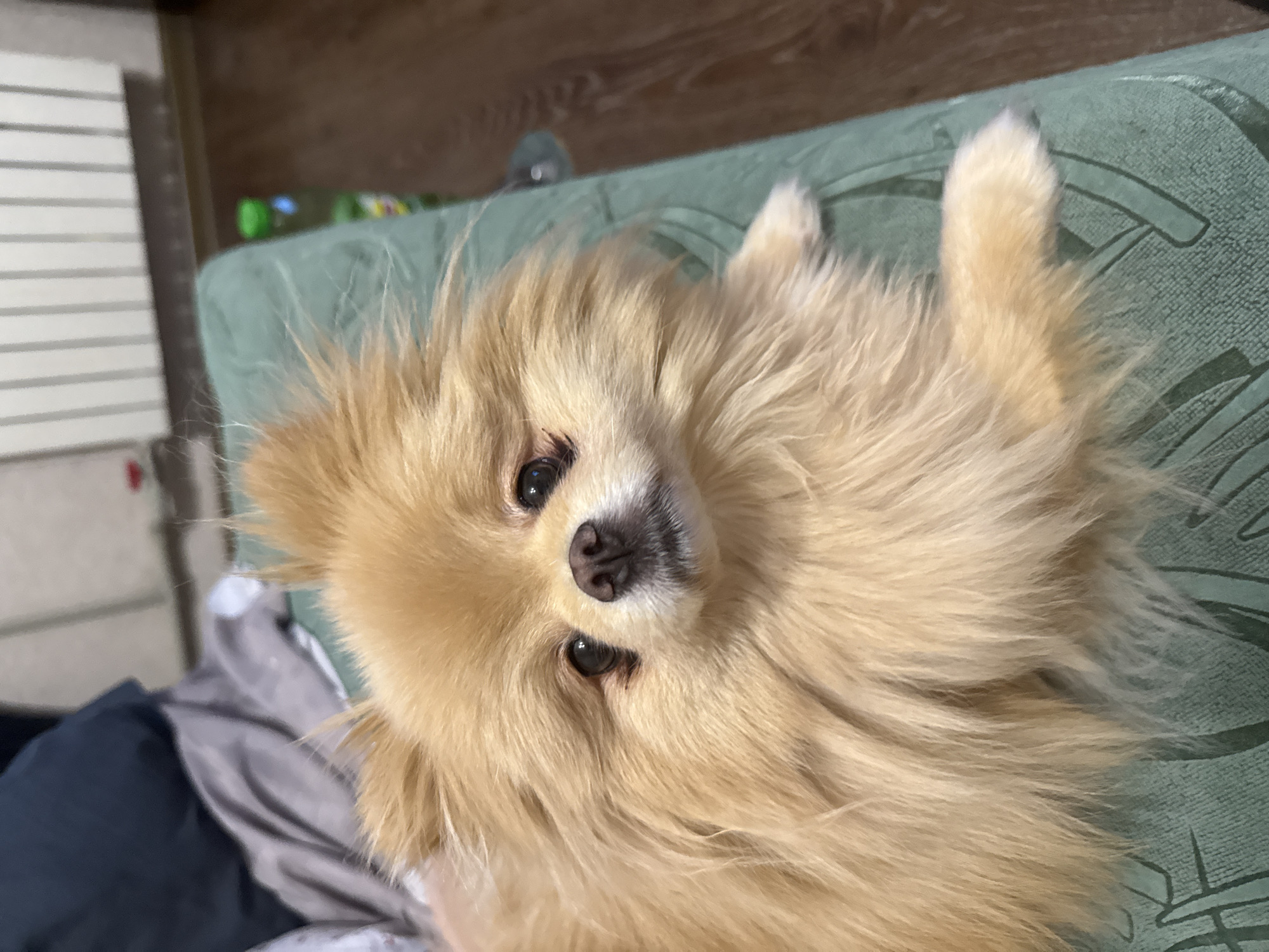 A fluffy, light brown Pomeranian dog lies on a teal-colored couch. The dog's head is turned towards the camera, with its eyes looking forward. Its fur is long and somewhat messy, giving it a cuddly appearance. The background is out of focus, but appears to be a room with a radiator and a wooden floor. The image is taken from a slightly high angle, looking down at the dog.