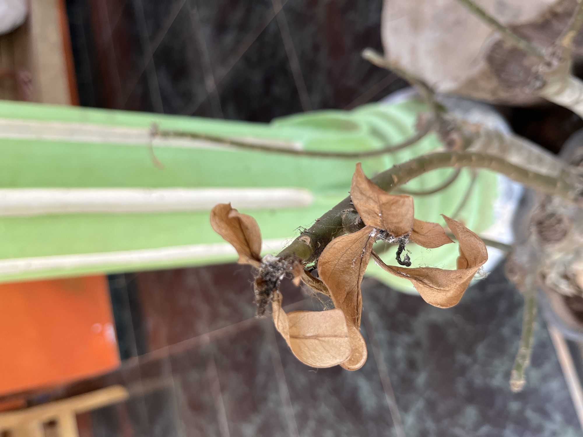 A close-up, slightly overhead view of a dying plant with brown, dried leaves is captured in this image. The plant's stem is thin and brittle, with some white fuzzy material, possibly mold or insect residue, clinging to it and the dried leaves. Fine webs are also visible on the plant. In the background, a portion of a light green column with white vertical stripes is visible, along with a blurred orange surface and a dark tiled floor. The setting appears to be an outdoor area in Glagah Kulon, Indonesia.