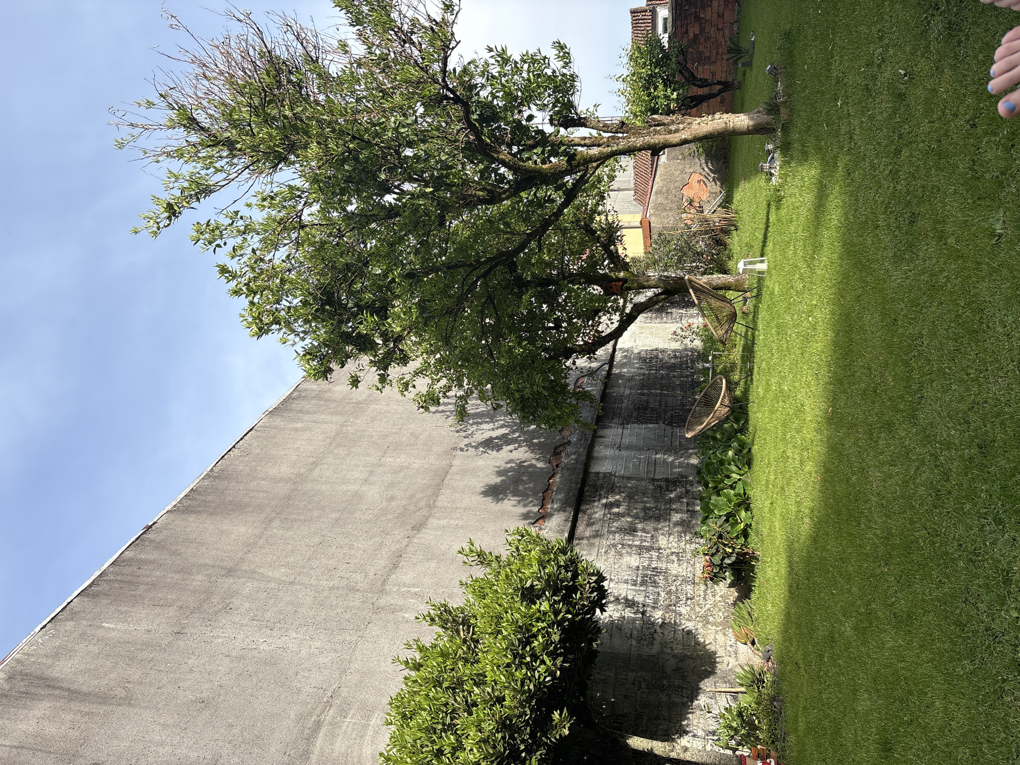 The image shows a residential garden in Arzúa, Spain. A large tree dominates the scene, casting a shadow on a tall grey wall. Below the tree, a smaller bush grows along the base of the wall. Two hanging chairs are visible on the lawn. Green grass covers the ground. A portion of a building is visible in the background, suggesting a residential setting. A foot with blue nail polish is in the top right corner of the image.