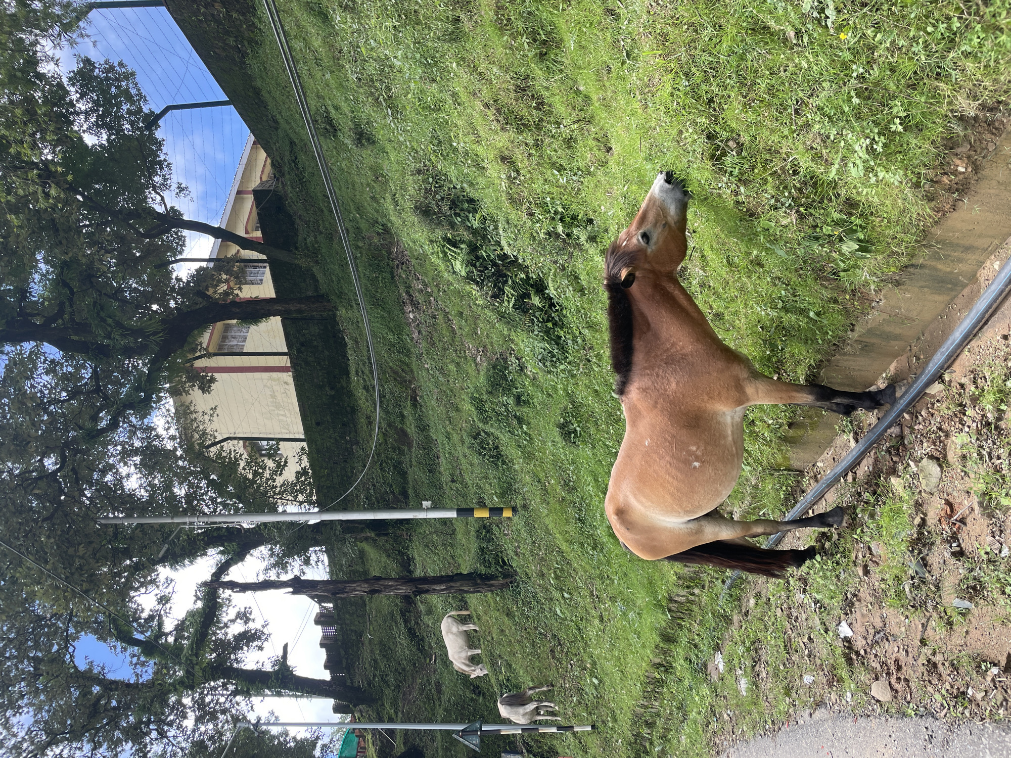 The image depicts a brown horse grazing on a grassy slope in Dharamshala, India. The horse is in the foreground, facing right with its head down, nibbling on the grass. Behind it, further up the slope, are two white horses, one grazing and the other standing. The slope is covered in lush green grass and scattered foliage. A road is visible to the left of the frame, and a black pipe runs along the base of the slope. In the background, there is a yellow building with a red roof, flanked by trees. The sky is partly cloudy. The scene appears to be a natural landscape with a touch of human development.
