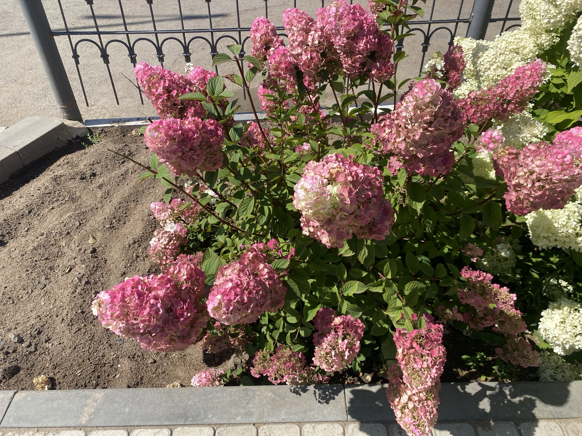 The image shows a cluster of blooming hydrangeas with pink and white flowers. The flowers are large and cone-shaped, with many small petals. The leaves are dark green and glossy. The hydrangeas are planted in a garden bed with dark brown soil, bordered by a grey concrete curb and paving stones. In the background, a black metal fence with a decorative arch pattern is visible, as well as a grey metal post. The scene appears to be outdoors, likely in a park or residential area. There are no people or animals visible in the image. The lighting suggests it is daytime with bright sunlight, casting shadows on the ground. The overall impression is a well-maintained garden space within the city of Oral, Kazakhstan.