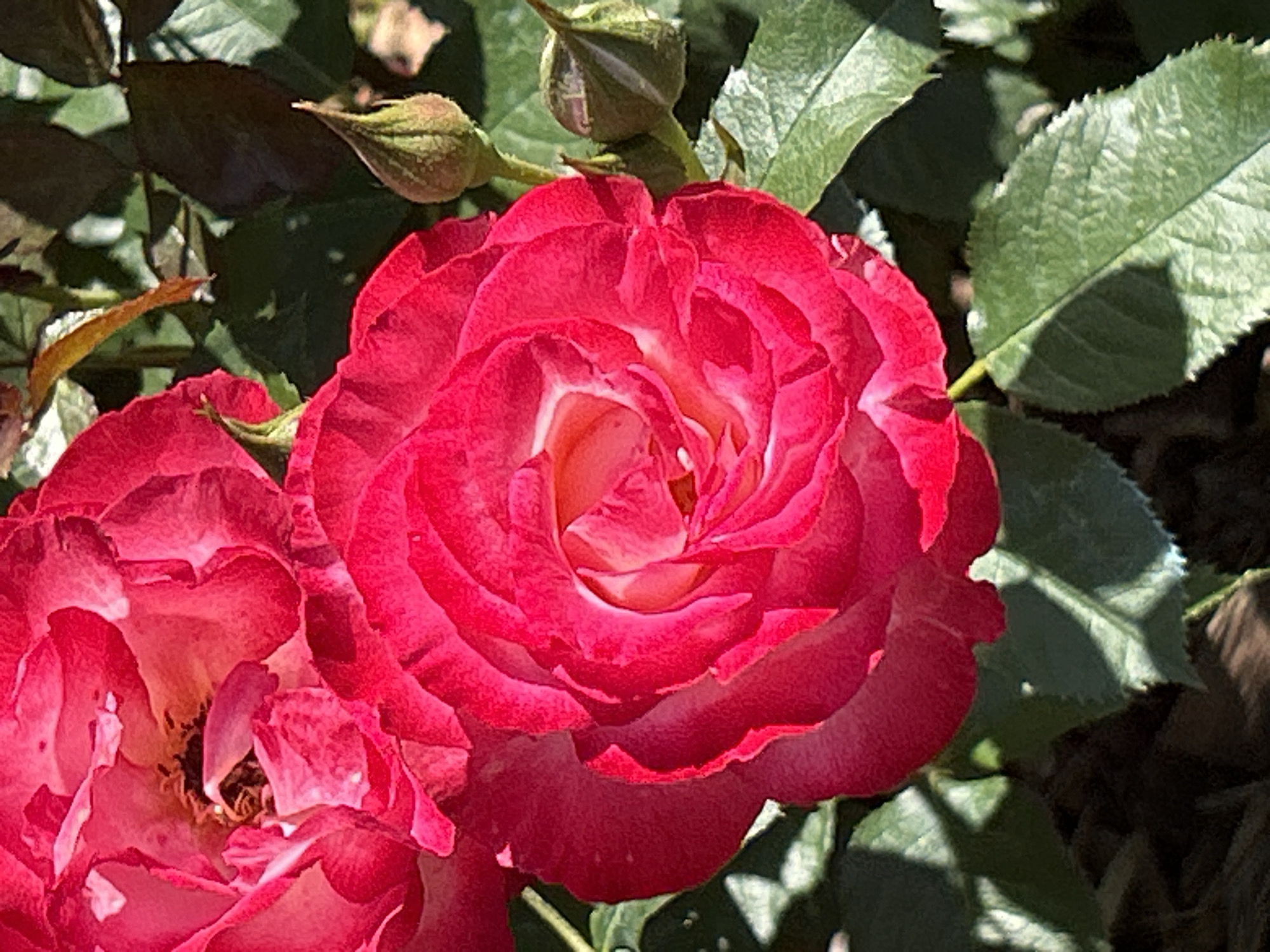 A close-up, top-down view captures a vibrant pink rose in full bloom, its petals layered and unfurling to reveal a lighter, peachy center. To the left, another rose is partially visible, also in bloom and appearing to be the same variety. Above and behind the main rose, several green rose buds are present, some tightly closed and others beginning to open. The rose and buds are surrounded by lush green leaves, some catching the sunlight and appearing bright, while others are in shadow, casting a darker tone. The overall scene suggests a garden setting, likely outdoors during daylight hours, given the play of light and shadow. The image is detailed and focuses on the natural beauty of the roses, with no text or people visible. The presence of rose buds suggests it is springtime or early summer. The mention of Montreal, Canada, places the scene in a temperate climate where roses are commonly grown. The quality of light indicates it could be mid-morning or afternoon.