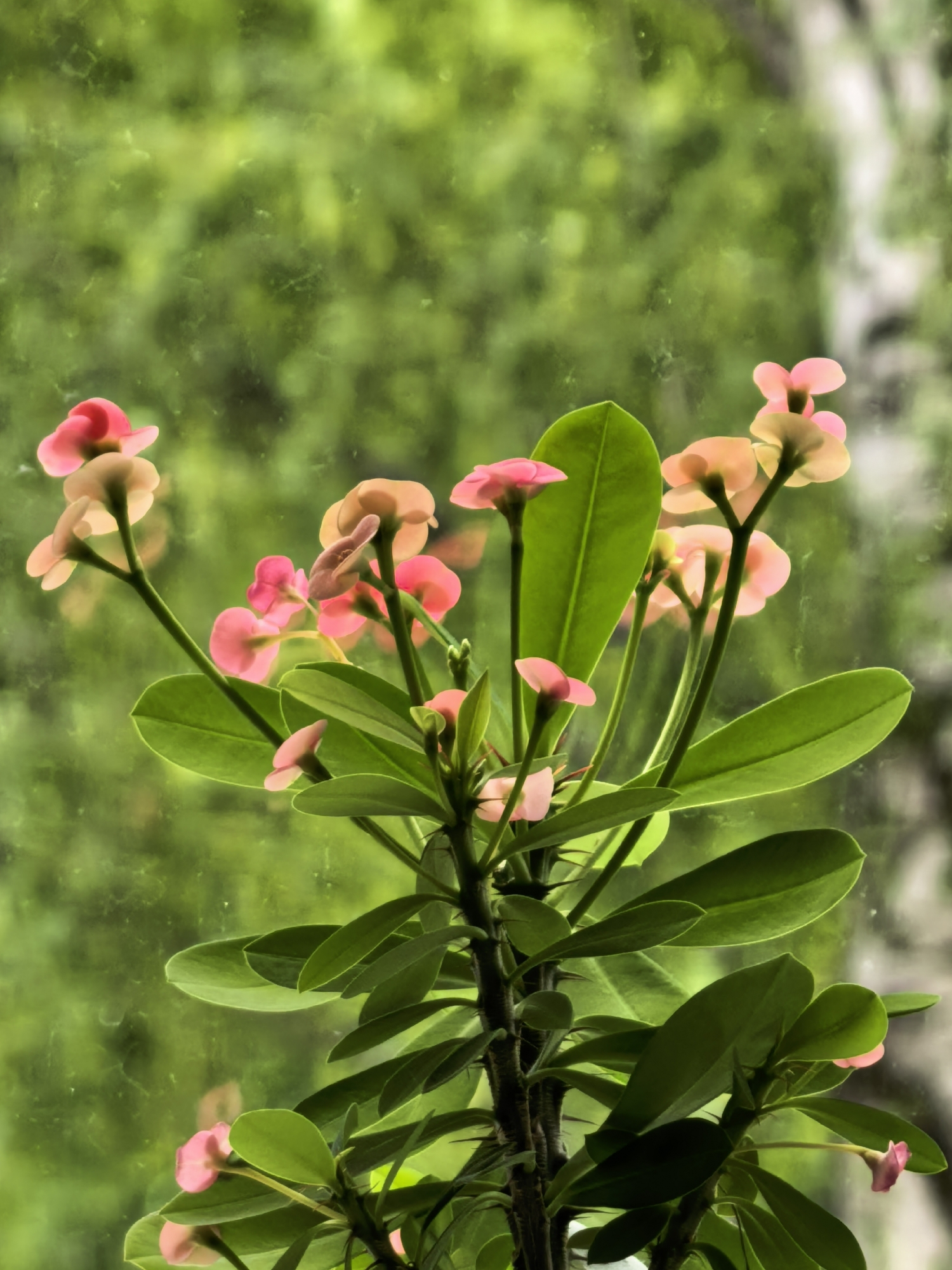 The image is a close-up of a flowering plant with numerous pink and peach-colored blossoms and vibrant green leaves. The plant has a thorny stem. The background is a blurred green foliage, suggesting an outdoor setting or a plant placed near a window with a view of trees. The lighting is soft, highlighting the delicate petals of the flowers and the textures of the leaves. There is no indication of the city of Sterlitamak, Russia, or any specific location within a city. The image contains no people, actions, or interactions. It is a still life composition focused solely on the botanical subject.