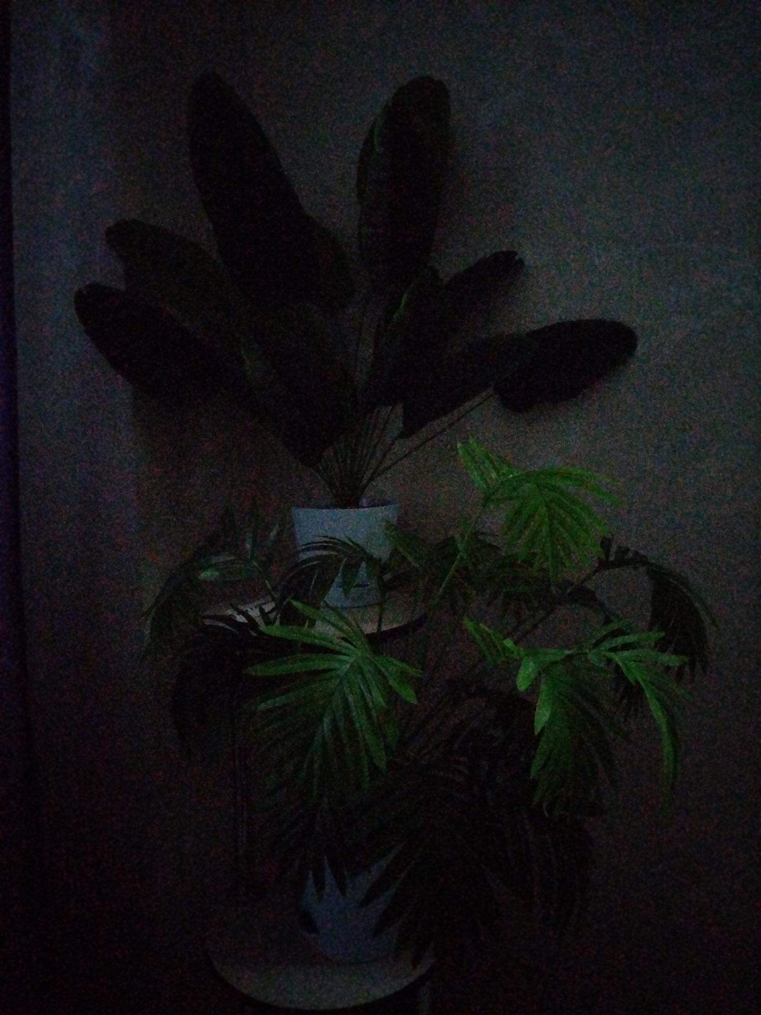 The image shows two potted plants in what appears to be an indoor setting. The plant on the left is larger with broad, dark leaves that obscure much of its form. It is in a white pot. The plant on the right is smaller and has frond-like green leaves. It is also in a white pot. The background is a dark, textured wall. The lighting is dim, creating deep shadows. There are no people visible in the image. Based on the provided information, the location is Rossiyskiy, Russia.