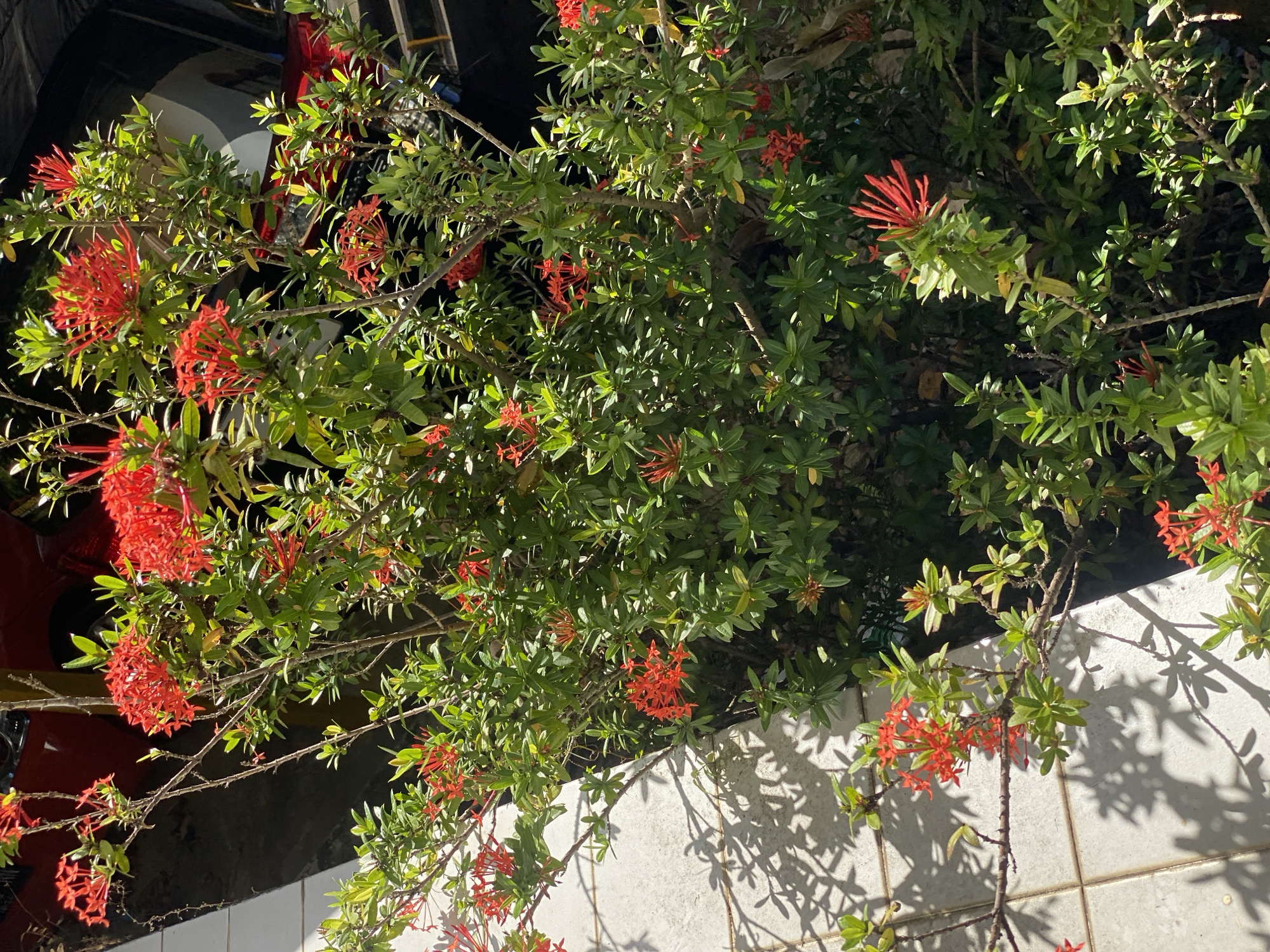 A close-up, eye-level shot captures a lush Ixora plant with clusters of vibrant red flowers in bloom. The plant is situated outdoors, with sunlight casting dappled shadows on a tiled surface in the foreground. In the blurred background, a dark-colored car with a red bumper and a lighter-colored section is visible. The scene appears to be in a residential or garden area in Banjarbaru, Indonesia.