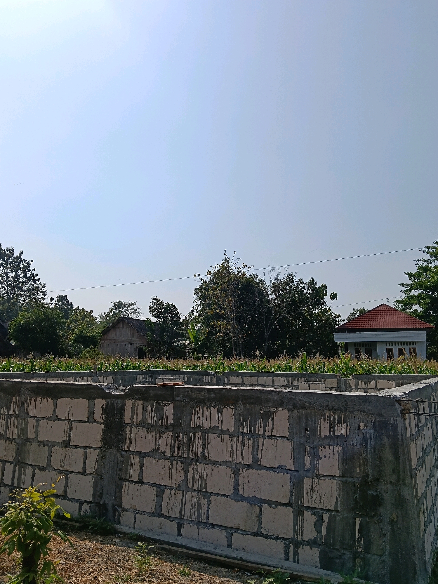 The image captures an outdoor scene in Galuk, Indonesia, featuring a partly constructed brick wall in the foreground. This wall, made of light-colored bricks with visible concrete mortar, is likely part of a new building. Behind the wall, a field of green crops, possibly corn, is present, stretching towards a line of trees and vegetation. Several houses are visible in the background, one with a prominent red tile roof and another older, wooden structure. The sky is clear and blue, indicating a sunny day. There are no people or animals directly visible in the frame. The overall impression is one of ongoing construction and rural landscape.