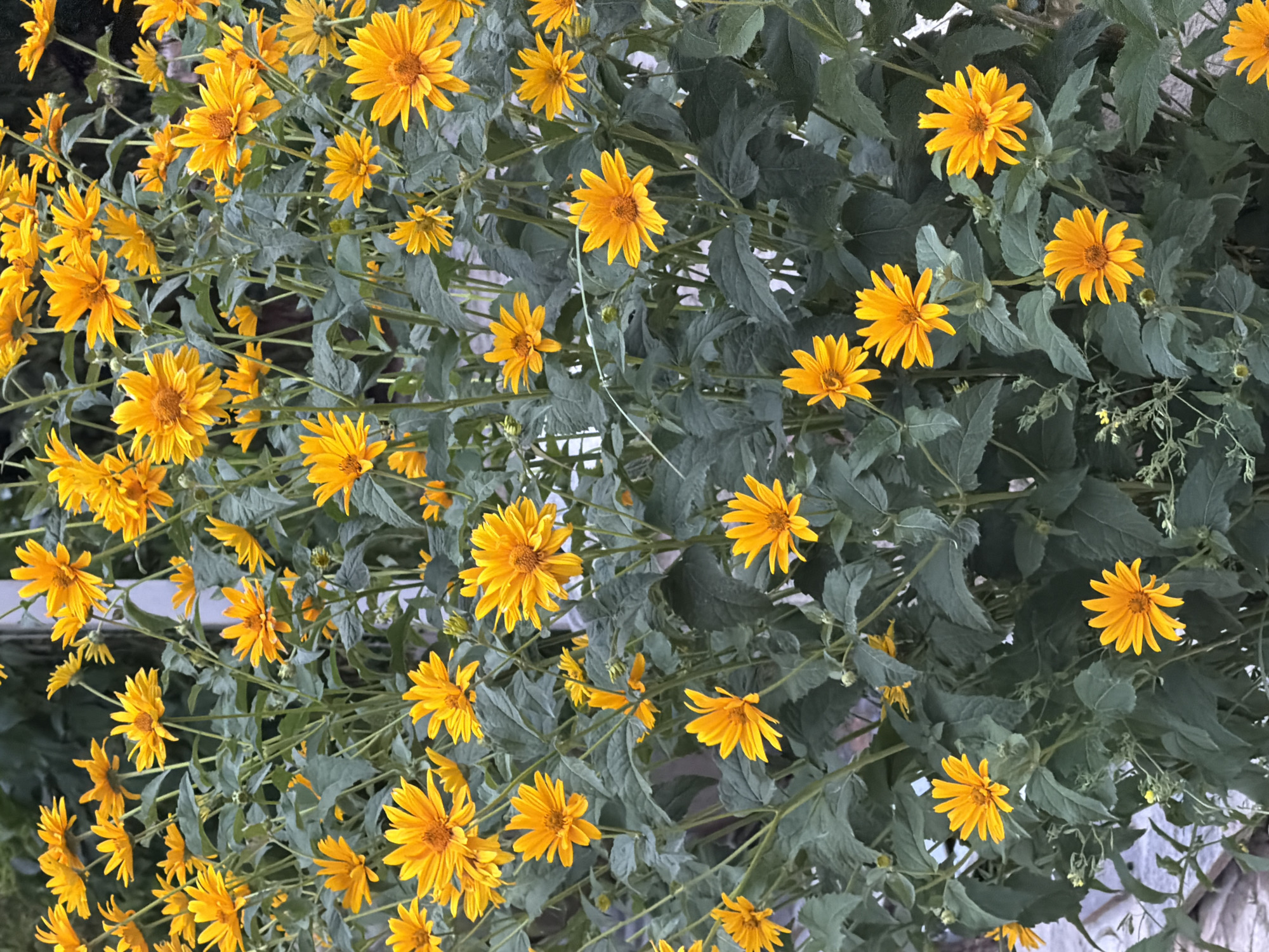 A dense cluster of bright yellow, daisy-like flowers with prominent centers fills the frame. The flowers are predominantly in bloom, with some buds visible among the foliage. The leaves are a deep green and slightly fuzzy, with visible veins. The overall impression is of a wild, overgrown garden or natural setting. There are no people present, and the background is a blur of green foliage, suggesting an outdoor environment. The scene appears to be in a temperate climate, likely during the warmer months when these flowers would be in season. The location of Çolpon-Ata, Kyrgyzstan, is mentioned, suggesting the photograph was taken in a natural or semi-natural setting within that city, perhaps a park, garden, or along a roadside.