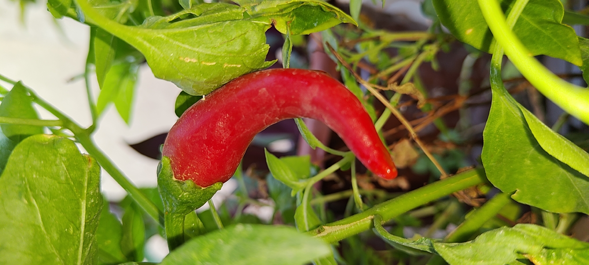 A close-up, vertical shot focuses on a single, ripe red chili pepper hanging from a plant with vibrant green leaves. The pepper is curved and pointed, with a slightly glossy surface, and its stem is attached to a thicker green stalk. The surrounding foliage is lush and textured, with some leaves showing slight imperfections or light damage. The background is softly blurred, revealing hints of brown and dark green, suggesting a garden or natural setting within Khujand, Tajikistan. The lighting is bright, casting subtle shadows and highlighting the texture of the pepper and leaves.