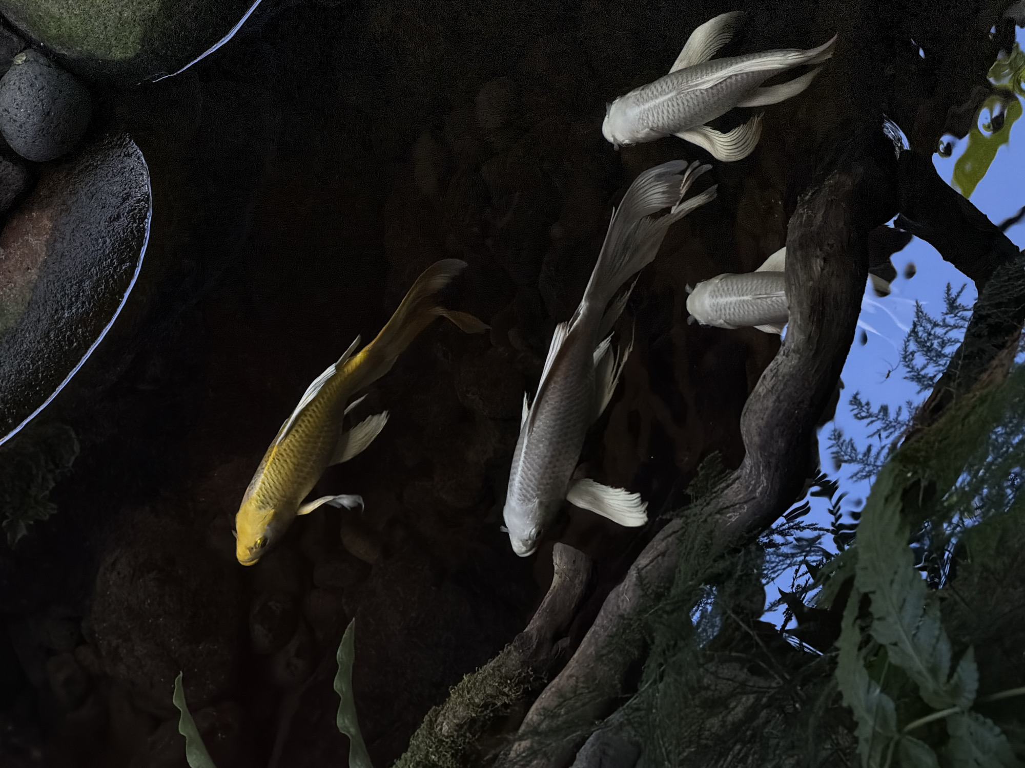 The image captures a low-angle view into a pond, likely within a garden or water feature, as suggested by the presence of rocks, plants, and a tree branch. Several koi fish swim within the dark water, with one fish exhibiting a golden hue and the others appearing silver. The scene suggests a tranquil setting, with the water surface reflecting glimpses of the sky and surrounding foliage. The reflection suggests it is daytime. I don't have enough information to determine the precise location in North Kuta, Indonesia.