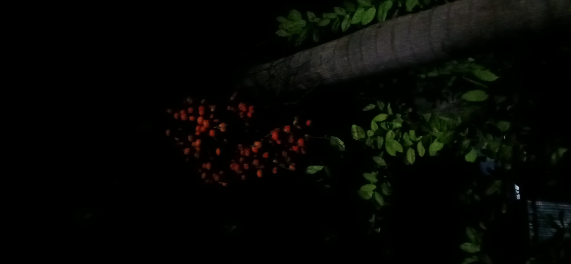 A cluster of red berries hangs from a branch, partially obscured by darkness. To the right, a portion of a tree trunk, textured with horizontal lines, is visible. Lush green leaves are scattered throughout the frame, some catching faint light. The background is predominantly black, suggesting a nighttime setting. The scene appears to be outdoors, possibly in a garden or natural area within Tenggarang, Indonesia.
