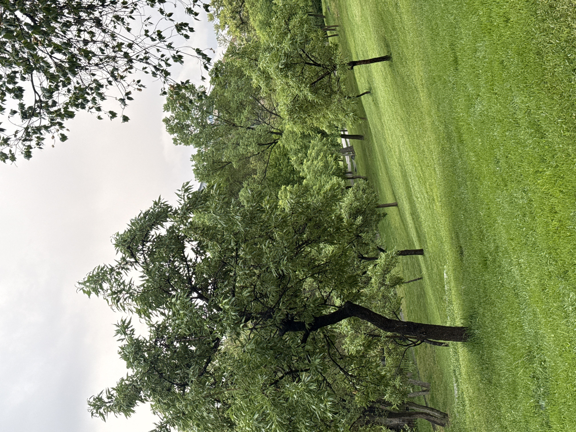 The image depicts a park setting, characterized by a lush green lawn and a series of trees with green foliage. The sky is overcast, with grey clouds visible. The location is not explicitly apparent in the image, and it cannot be determined as Yerevan, Armenia. The scene lacks any people, animals, or overt human activity. The setting appears to be a serene outdoor space.