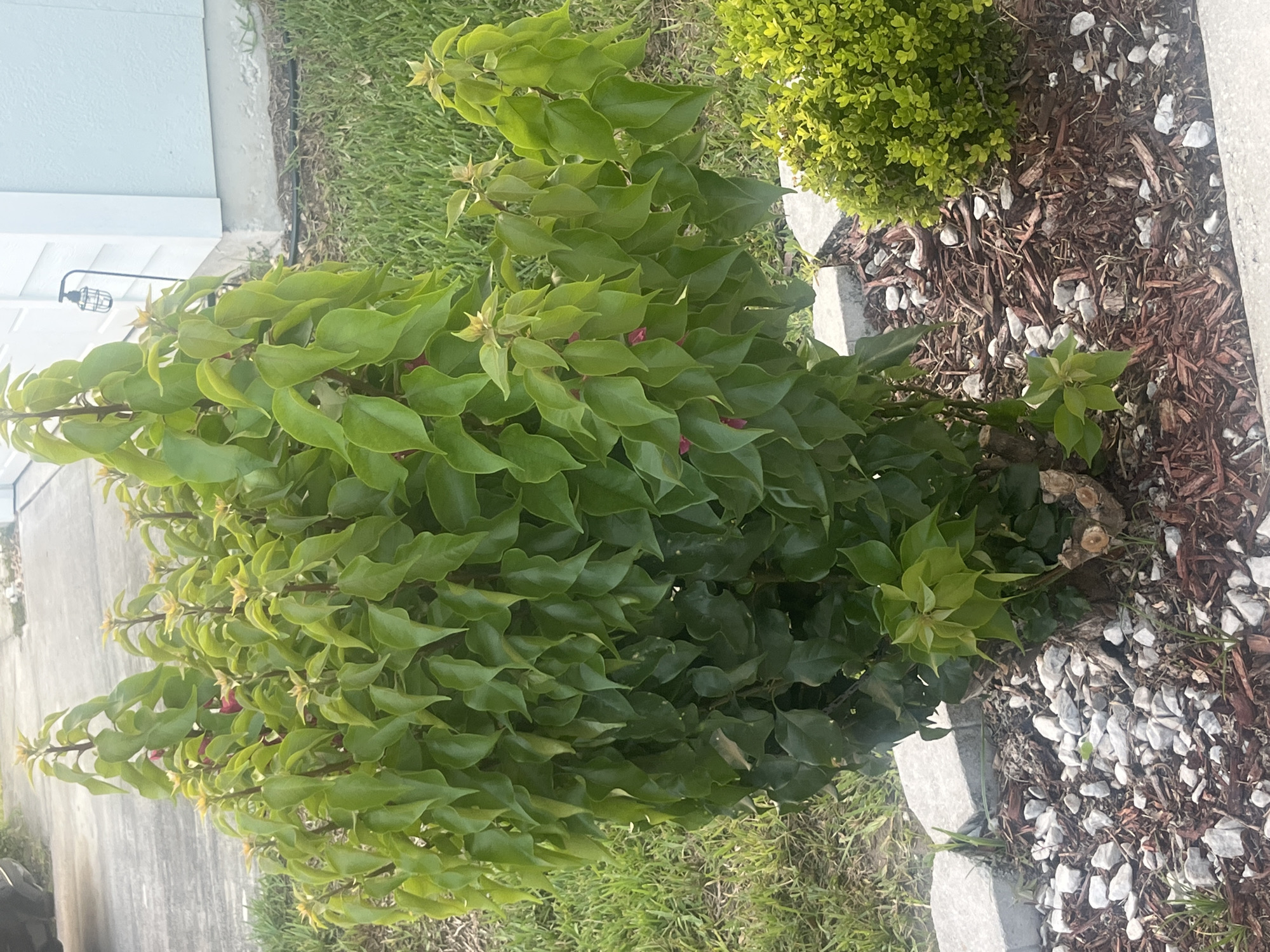 A full shot of a bougainvillea plant in a landscape bed shows the plant with bright green leaves and some pink blooms peeking out from the foliage. The bed is bordered with gray concrete blocks and filled with mulch and white gravel. A small, rounded green shrub is visible to the right of the bougainvillea. The background includes a grassy lawn, a paved driveway, and a light blue and white house. The scene is set in Jacksonville, United States of America.