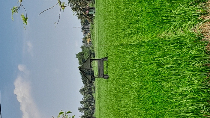 The image displays a rural agricultural scene in Meunasahkrueng, Indonesia. A vast, verdant rice paddy field dominates the foreground and mid-ground. Centered in the mid-ground, a dark-stained wooden shelter, characterized by an open design with a gabled roof and a bench, stands within the green field. A narrow, lighter-colored path or row of less dense vegetation extends from the foreground directly to the base of this shelter. The background features a dense line of palm trees and other tropical foliage. To the far right, a small, light-colored building is partially visible, while a tall, slender tower, possibly a telecommunications mast, rises above the tree line towards the right of the frame. The sky above is clear blue with scattered white cumulus clouds. Branches with green leaves partially frame the top left and top right corners of the scene. No people or discernible activities are depicted.