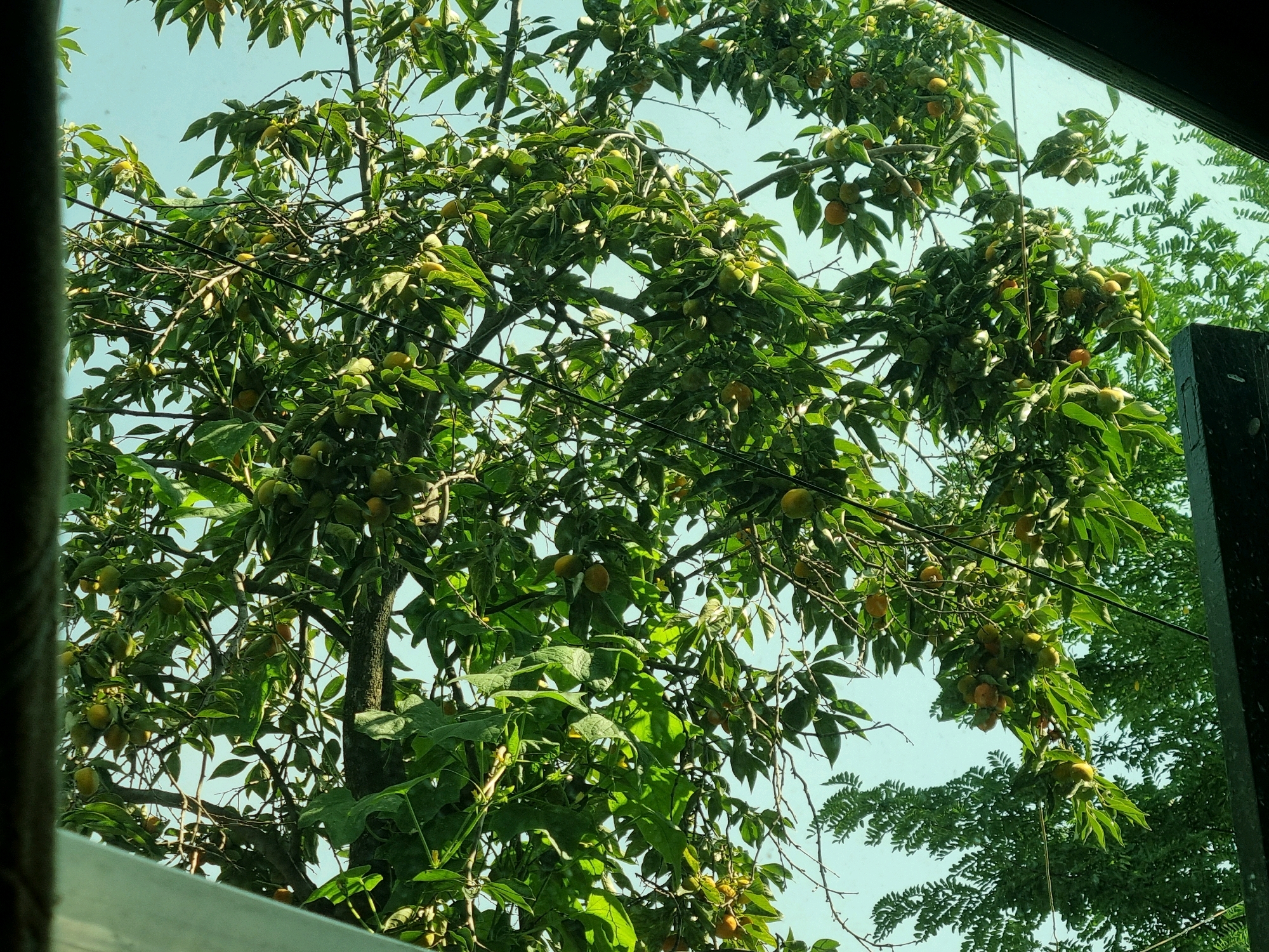 An overhanging fruit-laden persimmon tree, with unripe green and yellow-orange fruit, is viewed through a window in Manigam, India. The tree occupies the majority of the frame, its branches and leaves creating a dense canopy against a pale blue sky. The dark frame of the window bisects the upper right portion of the image. To the right, the edge of a dark, vertical object, possibly a fence post or part of a building, is visible. The lower left corner shows a sliver of the interior, including a white surface, suggesting the vantage point is from inside a dwelling or structure. The foreground is dominated by the foliage and fruit of the tree, with some branches extending downwards. The overall impression is one of natural abundance viewed from an interior space.