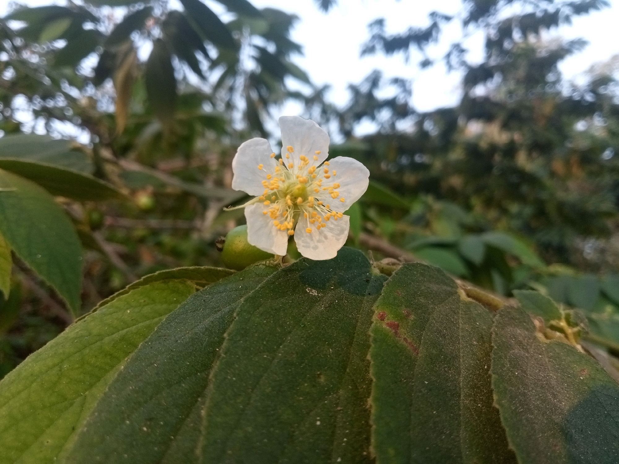 A single, delicate white flower with yellow stamens is the focal point of this close-up shot. The flower, positioned slightly off-center to the right, rests atop a large, dark green leaf. The leaf has a slightly fuzzy texture and prominent veins. Behind the main leaf, other out-of-focus green leaves and branches form the background. In the upper right quadrant, a hint of a small, green, unripe fruit is visible. The lighting suggests it is either early morning or late afternoon, with soft light filtering through the leaves. The scene is set outdoors, amidst natural foliage, characteristic of a garden or wild growth. There are no people or animals present. The image appears to be taken in Rambeanak, Indonesia, a location known for its lush tropical vegetation.