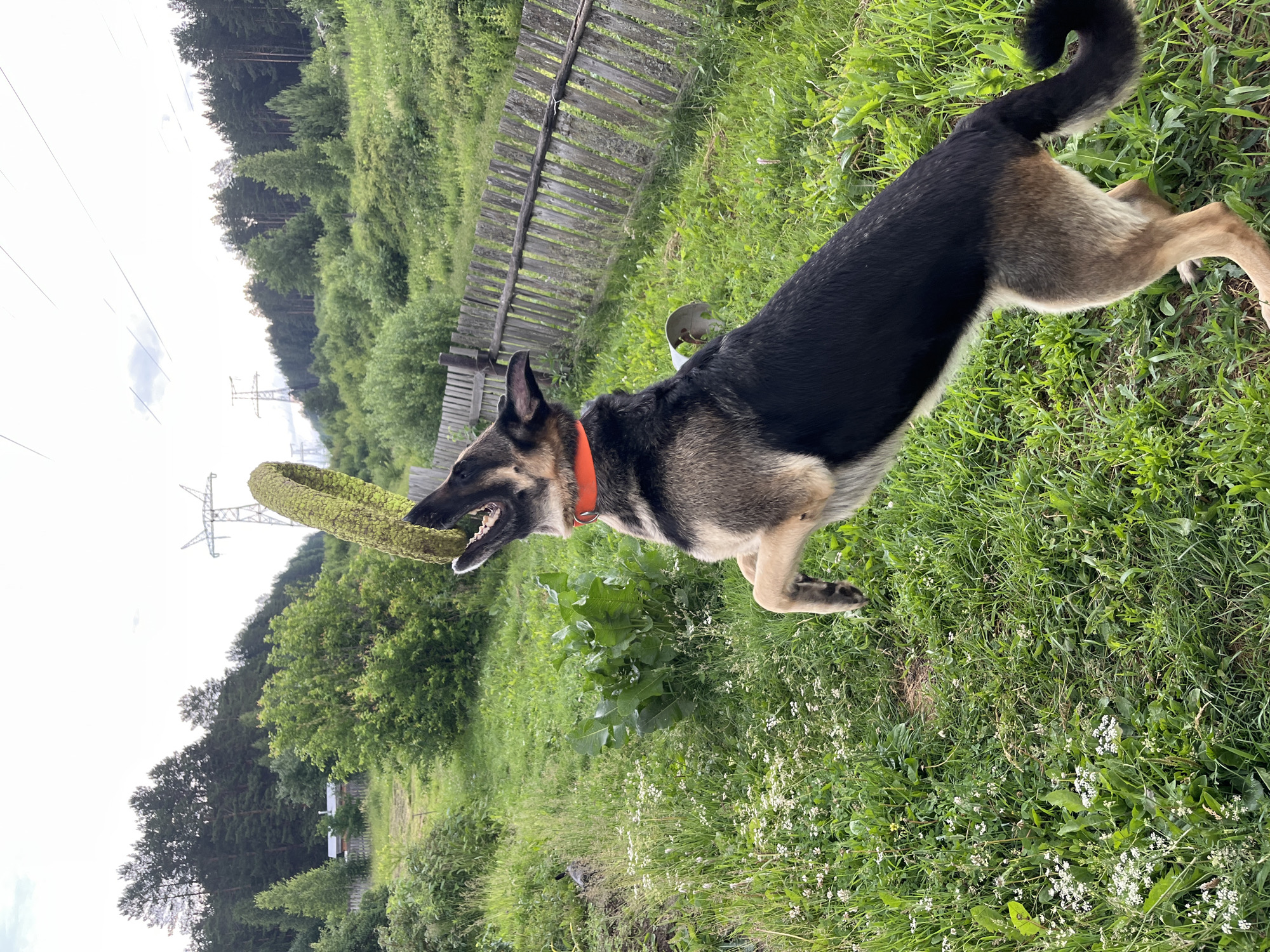 A German Shepherd dog with black and tan fur and an orange collar is captured mid-air in a rural outdoor setting, appearing to jump for a green ring toy held by an unseen entity. The dog's mouth is open, suggesting it is trying to catch the toy. The environment is characterized by lush green grass dotted with small white wildflowers, a weathered wooden fence, and a dense forest in the background. In the distance, tall power line towers are visible against a cloudy sky. The scene is likely located in a suburban or rural area on the outskirts of Nizhny Tagil, Russia, given the typical landscape and the presence of power lines common in such regions.