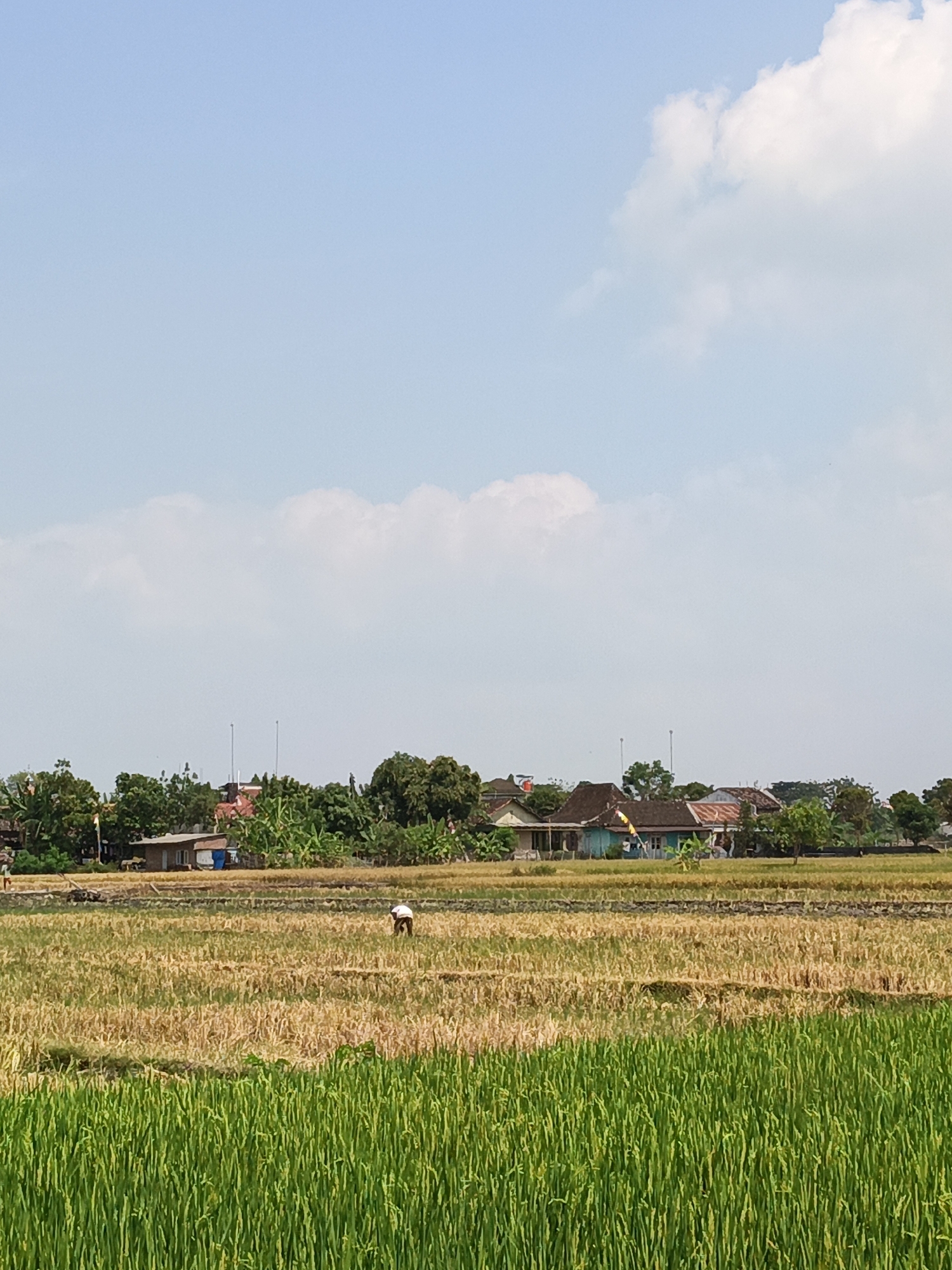 The image captures a rural scene in Klaten, Indonesia, likely a rice field during harvest or post-harvest season. In the foreground, a lush green field of growing rice is visible, with stalks of varying heights. Beyond this, a dry, golden-hued field stretches out, interspersed with stubble from a previous harvest. A lone individual, wearing a white shirt and dark pants, is seen working in this drier part of the field, bent over as if tending to the land.
In the middle ground, a cluster of traditional Indonesian houses with distinct red tile roofs and some painted in vibrant colors like teal, are nestled amongst dense greenery and mature trees. Several utility poles with wires are also present, indicating the presence of a nearby settlement or village. The overall landscape is under a clear blue sky dotted with scattered white clouds. The agricultural activities and the style of the houses suggest this is a typical rural setting in the Klaten region.