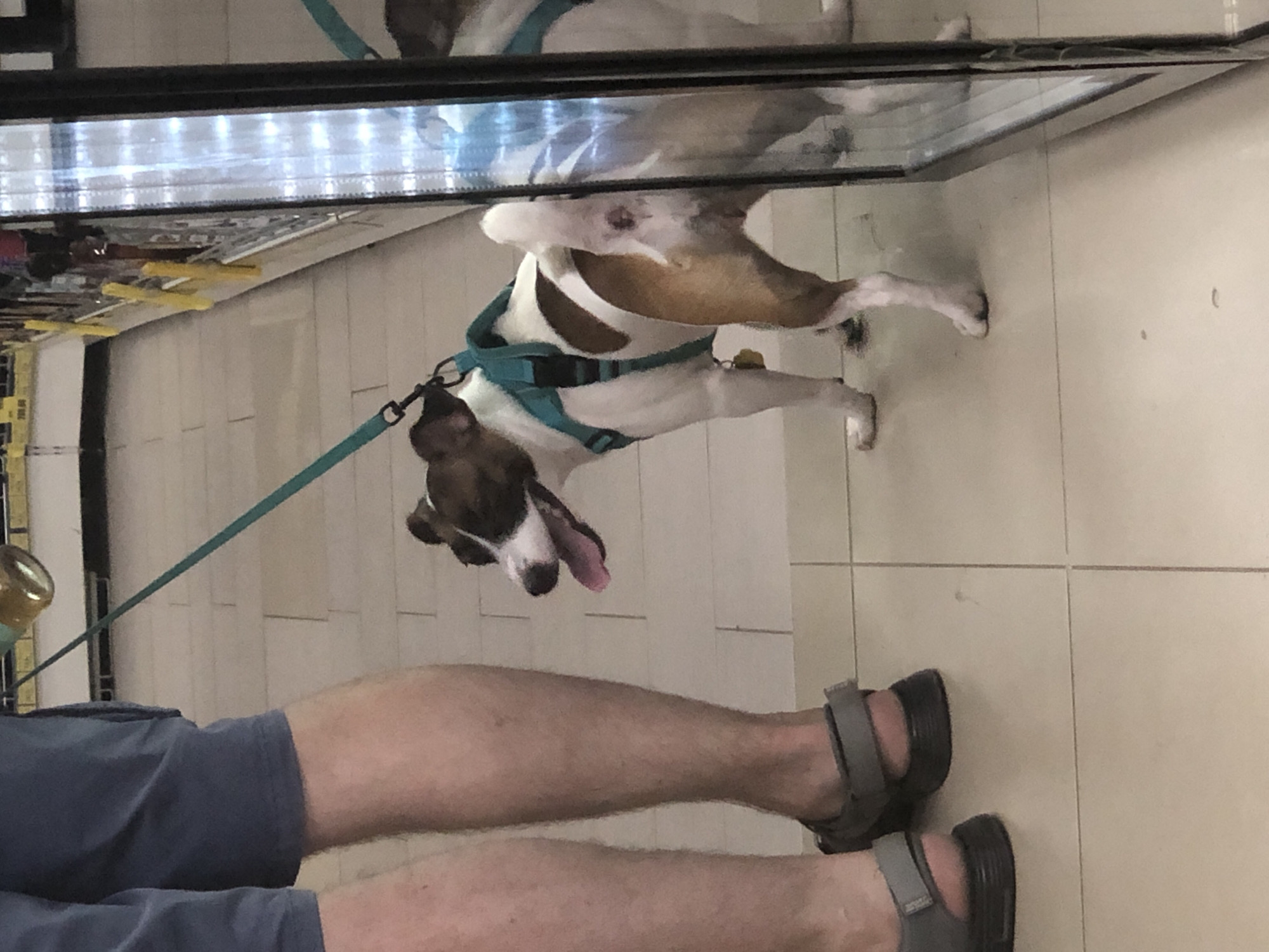 The image depicts a medium shot of a person's legs and a dog on a leash inside what appears to be a commercial establishment, possibly a retail store. The person is wearing blue shorts and grey sandals. The dog, a small breed with white and brown markings, is wearing a teal harness and is looking to the left of the frame. The dog is attached to a teal leash, which extends upwards and out of the frame, presumably held by the person. The environment features tiled flooring and a reflective surface to the right, likely a mirror or display case. The background shows shelves stocked with various items, illuminated by overhead lighting. The image was taken in Solikamsk, Russia.