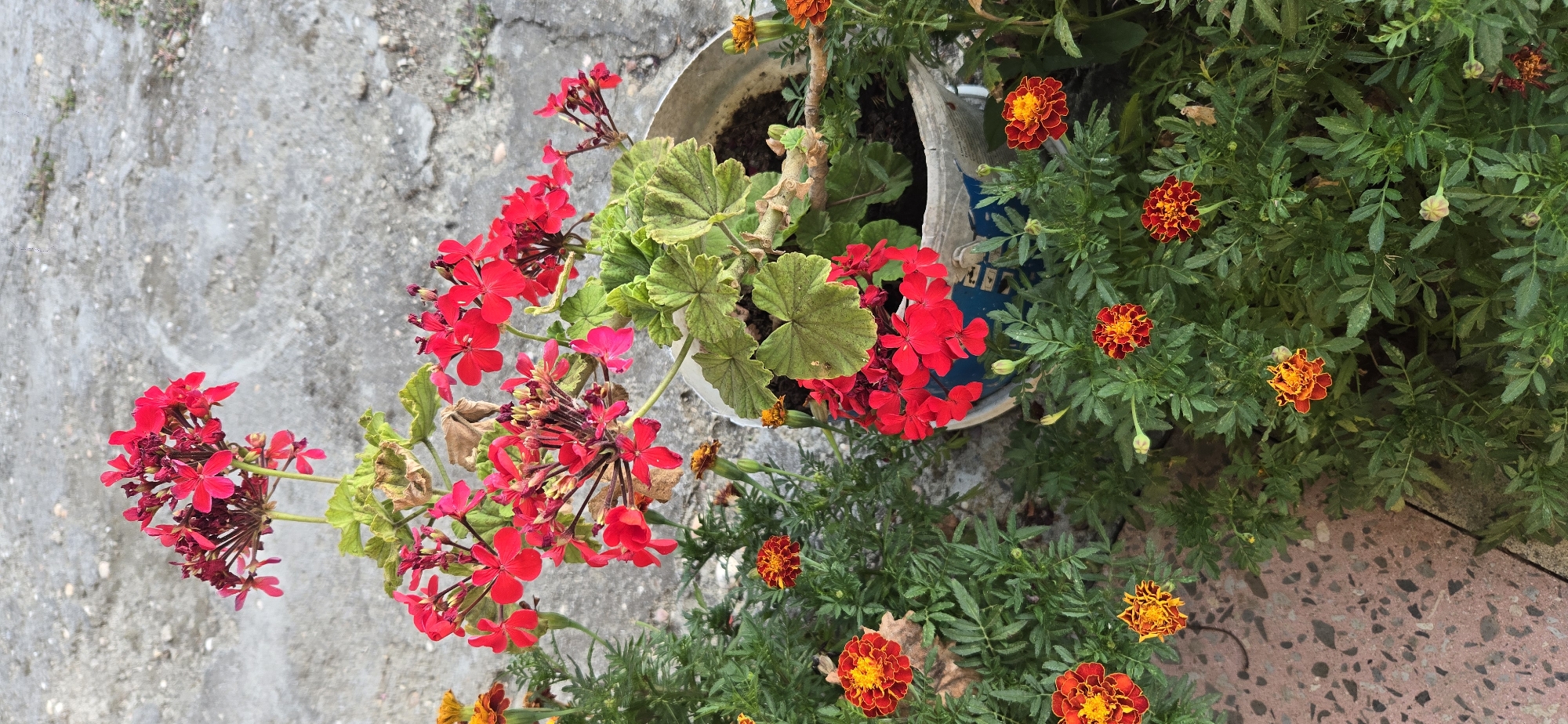 A close-up, eye-level, outdoor shot showcases a potted geranium with vibrant red flowers and lush green leaves, positioned next to several marigolds with orange and red petals. The plants are arranged on a textured concrete surface, likely a pathway or patio, with a rough, greyish-brown background of weathered concrete. The lighting suggests it is daytime, with no visible people or specific landmarks indicating the city of Tel, Azerbaijan. The scene appears to be in a residential or garden setting.