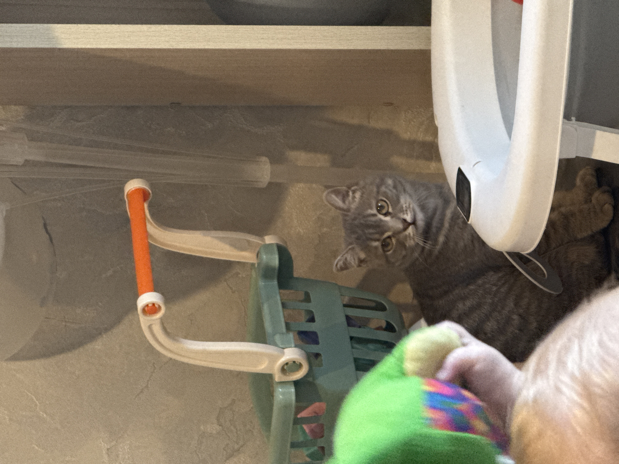 This indoor scene, captured in Chaikovsky, Russia, is oriented sideways, depicting a grey tabby cat looking directly at the camera with wide, curious eyes and a tilted head. The cat is positioned on a light-colored, possibly tiled or stone floor, next to a small, green plastic toy shopping cart that features white handles with an orange accent on one side.
To the right of the cat, a tall, white object, possibly a pet food dispenser, stands partially visible, with the cat's hind paws peeking out from behind it. In the blurred foreground, on the bottom right, is the arm and hand of a baby or small child, reaching towards a green plush toy with colorful, geometric patterns. Above the scene, a light-colored wooden shelf or cabinet runs across the top of the frame. The lighting is soft and diffused, suggesting a typical indoor environment. No text is visible in the image. The overall impression is a domestic, playful moment involving a pet and a child.