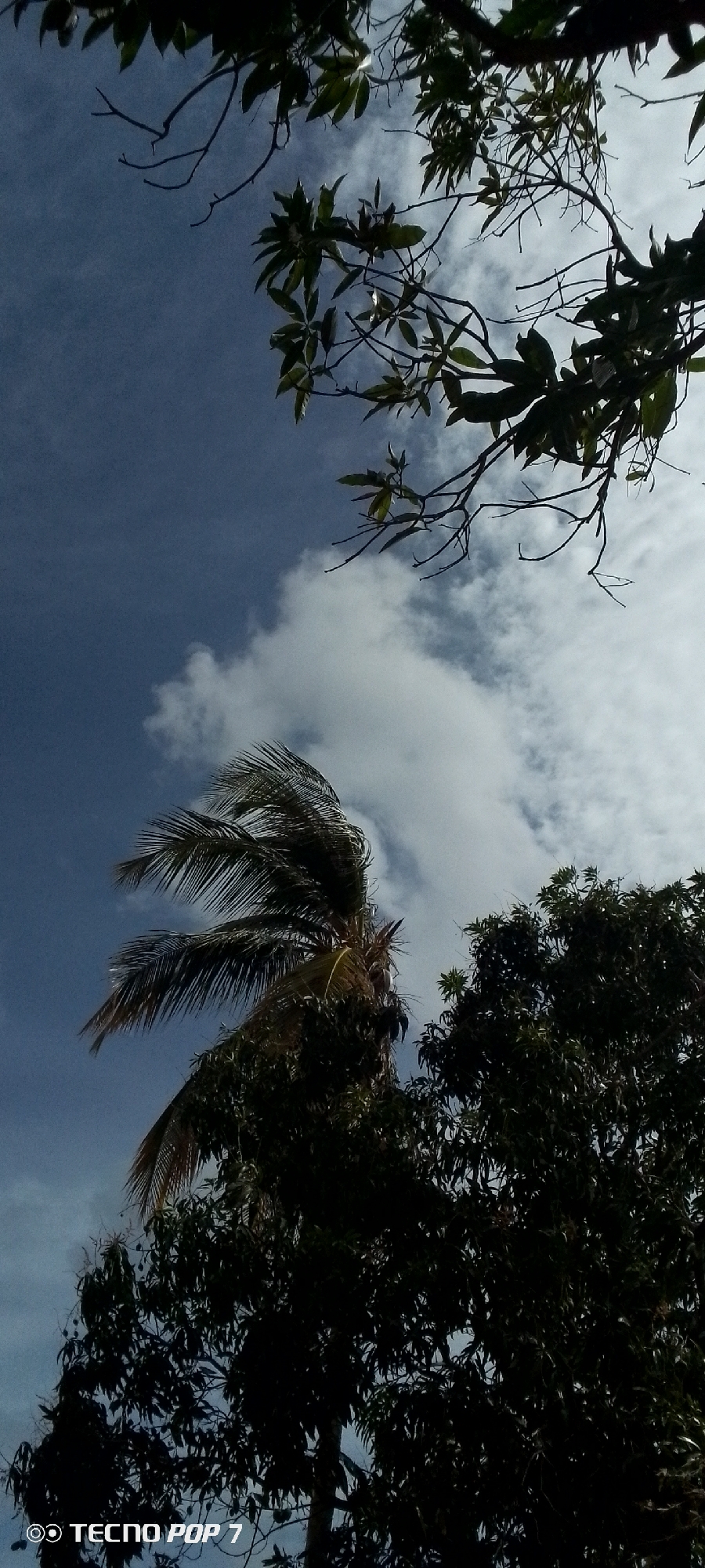 The image, likely taken in Altagracia, Venezuela, features a view looking upwards towards the sky. A mix of blue sky and white clouds is visible, interspersed with foliage from trees. A palm tree with windblown fronds is prominent, as well as branches from other trees, some bare and some with leaves. The lower portion of the image is dominated by denser tree cover, obscuring the ground. The phone model "TECNO POP 7" is indicated in the bottom corner, suggesting the device used to capture the image. There are no people visible in the frame. The scene portrays a natural environment.