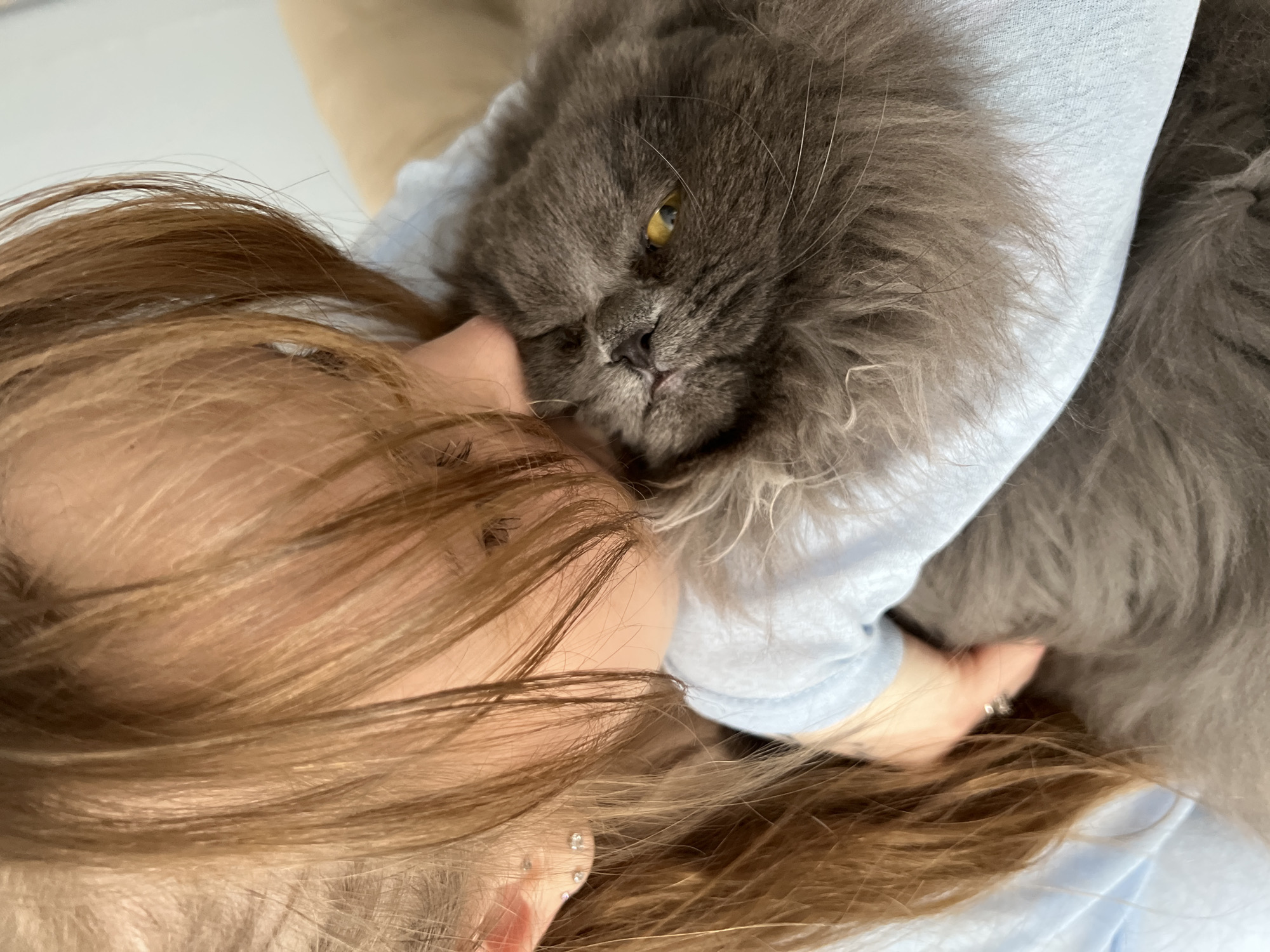 A gray, long-haired cat with yellow eyes rests its head on a person's face. The person has light brown hair and is wearing a light blue garment. The setting appears to be indoors. There is no evidence to confirm the location as Tyumen, Russia.