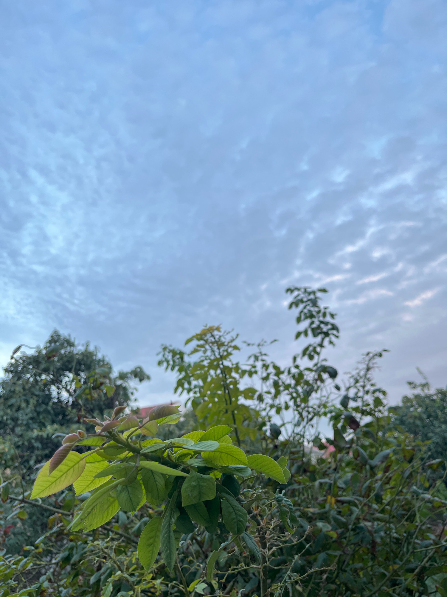 The image depicts an outdoor scene with lush green foliage in the foreground and a cloudy sky above. The plants, some with new leaves showing reddish hues, fill the bottom half of the frame. In the background, hints of buildings are visible through the dense vegetation. The sky is a soft blue with scattered, wispy clouds, suggesting it might be early morning or late afternoon. The overall impression is one of natural growth within a possibly residential or garden setting. The exact location within the city of Unknown, Unknown, cannot be determined from the visual information provided. There are no people or discernible actions taking place.