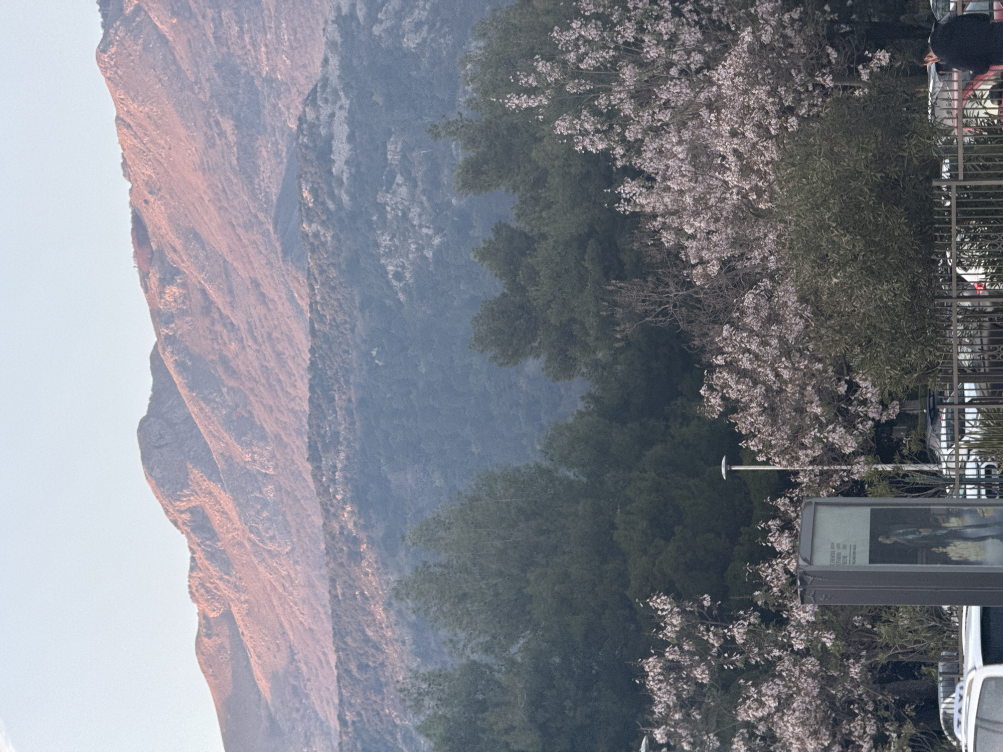 A scenic view features a large mountain on the left side of the frame, illuminated with warm light. Adjacent to the mountain are dense green trees, merging into a more urban environment. In the foreground, flowering trees and a street sign are visible, indicating a location in Unknown, Unknown. The right side of the image reveals glimpses of buildings and cars, suggesting a city setting.