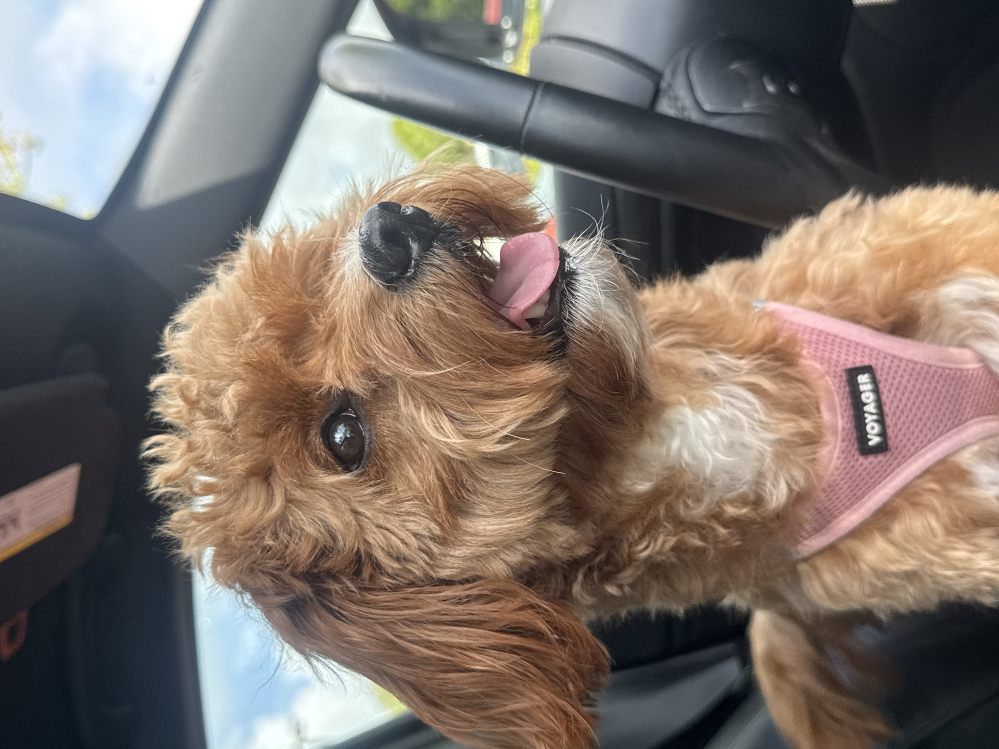 A close-up, angled shot shows a small, brown, curly-haired dog in the passenger seat of a car. The dog is wearing a pink harness with the word "VOYAGER" visible on a label. The dog's tongue is sticking out. The car interior is black. A portion of the car's sunroof and exterior sky are visible. The location is Delray Beach, Florida, USA.