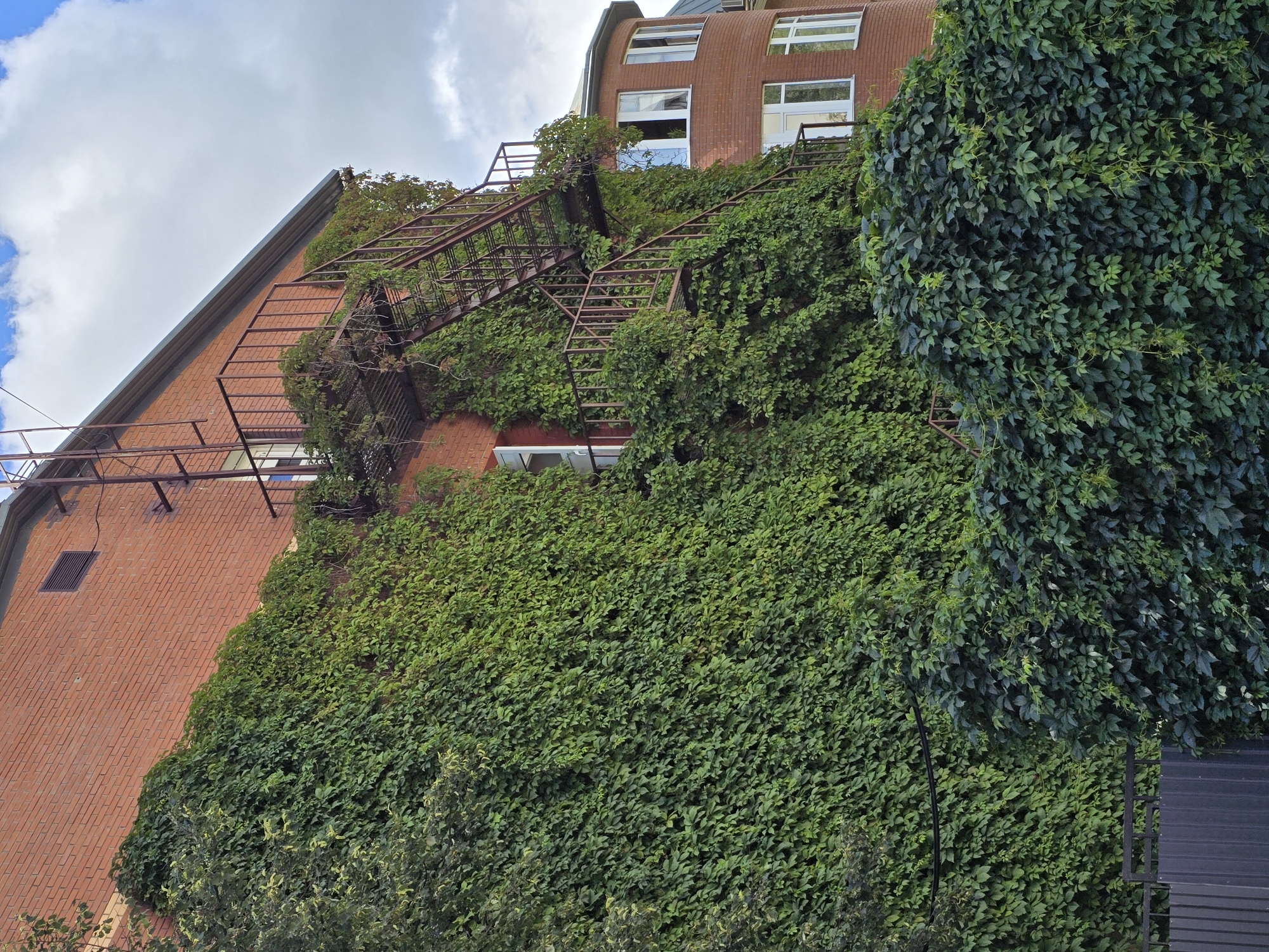 The image depicts a multi-story brick building partially covered in dense green ivy. A rusty metal fire escape is attached to the side of the building, leading up to a platform. The building has several windows, some of which are open. Adjacent to the main building, a curved section of the same brick building is visible with more windows. In the foreground, a dark green hedge forms a dense barrier, partially obscuring a dark grey metal fence. The sky above is partly cloudy with white clouds against a blue background. The overall scene appears to be an exterior shot of an urban environment.