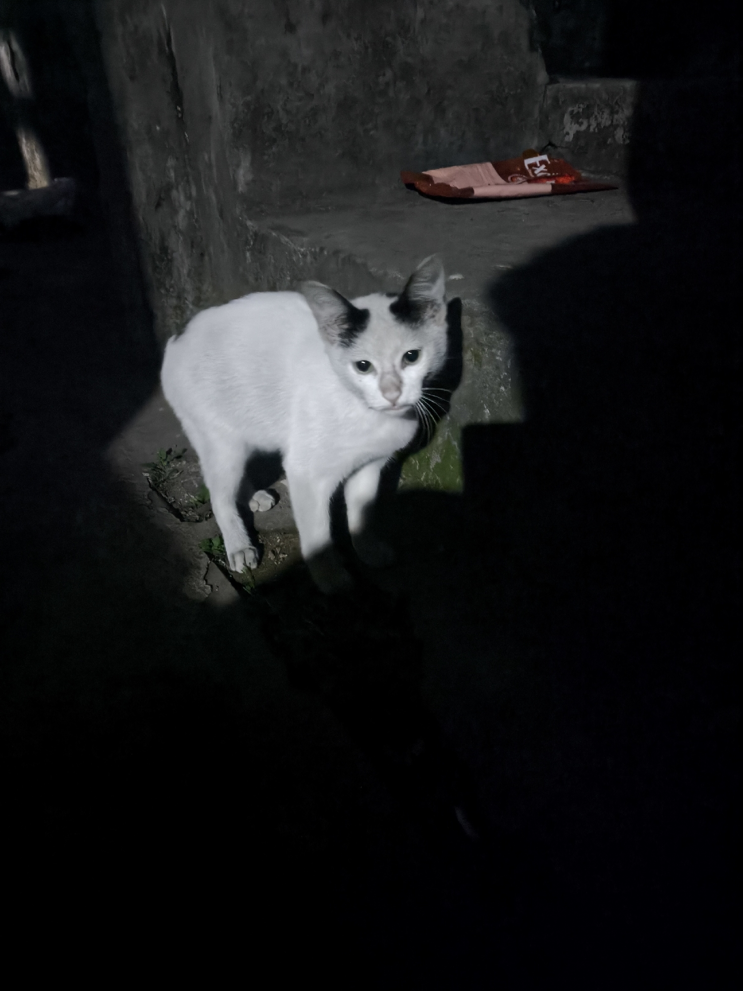 A white cat with black markings on its head is standing in a dimly lit outdoor area, possibly an alleyway or courtyard, in Kandangtepus, Indonesia. The cat is facing the camera, and its body is illuminated by a light source that casts a strong shadow to the right of the frame. In the background, there are concrete steps and a pink object that appears to be a small mat or rug. The overall scene is dark, with much of the image obscured by shadows.
