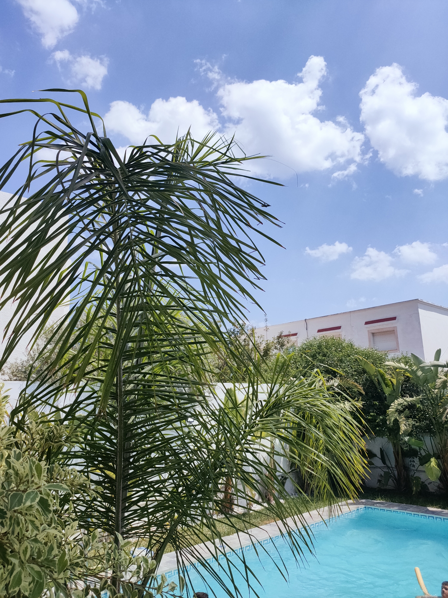 The image depicts a bright, sunny outdoor scene with a swimming pool and lush vegetation, likely in the city of Mrezga, Tunisia. In the foreground, a large palm tree with its fronds partially obscuring the view, dominates the left side of the frame. To the right of the palm tree is a bright blue swimming pool, its edges lined with decorative tiles. Beyond the pool, a white building with red trim accents on its upper facade is visible, surrounded by dense green foliage and other tropical plants. The sky above is a clear blue with scattered white cumulus clouds. The scene suggests a private residence or a resort. A small portion of a person's arm and a yellow object are visible in the bottom right corner of the frame, hinting at someone's presence near the pool.