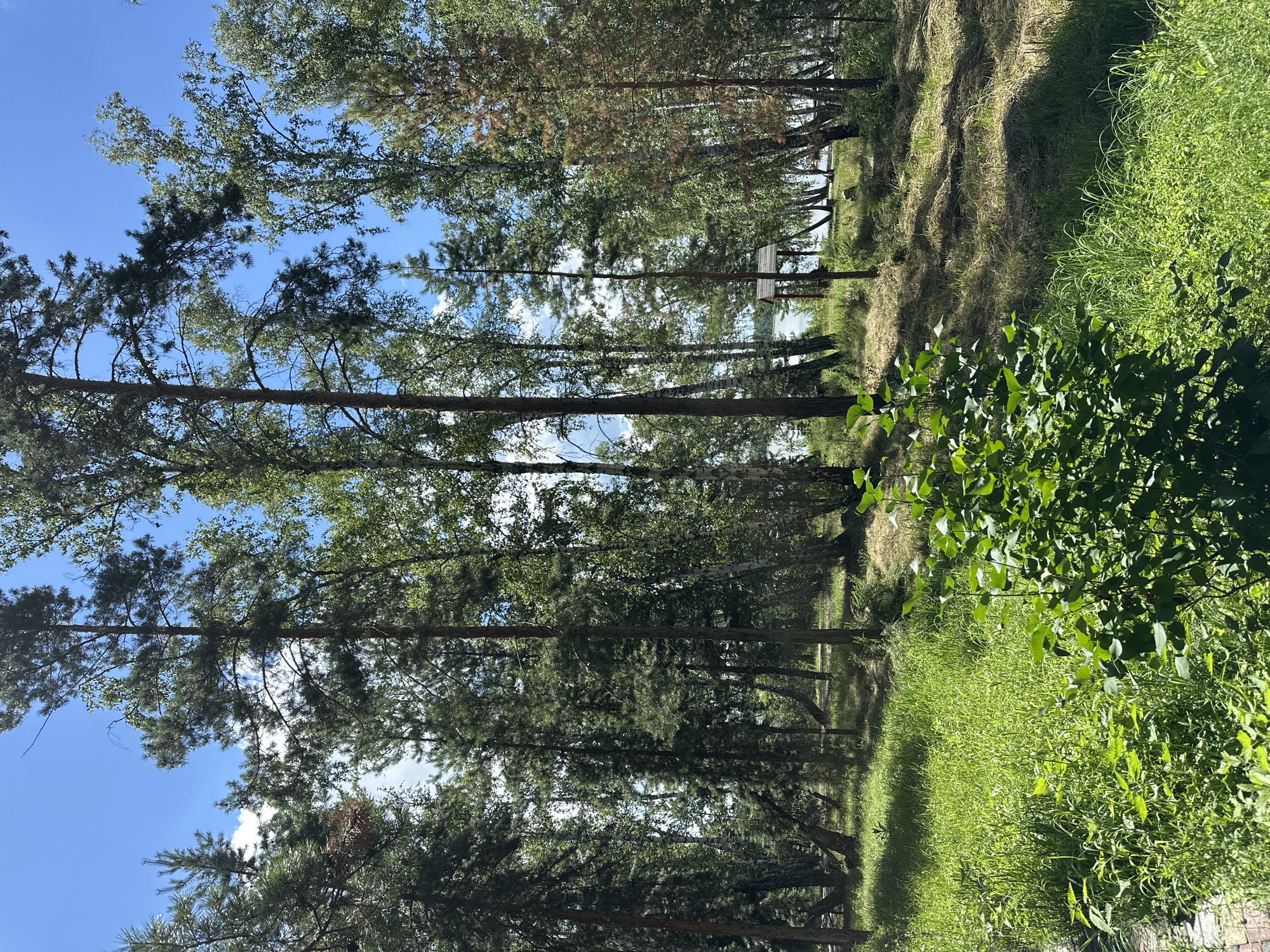 The image depicts a sun-dappled forest clearing with tall pine and birch trees. In the foreground, lush green grass and a small bush dominate the scene. Sunlight filters through the dense canopy, casting shadows on the ground. In the mid-ground, a narrow dirt path winds through the trees, leading towards a body of water visible in the distance. A small wooden structure, possibly a gazebo or shelter, is situated near the water's edge. The sky above is a clear blue with scattered white clouds. The environment suggests a natural, outdoor setting, likely a park or a recreational area within or near the city of Duvankul', Russia. No people or animals are visible in the image.